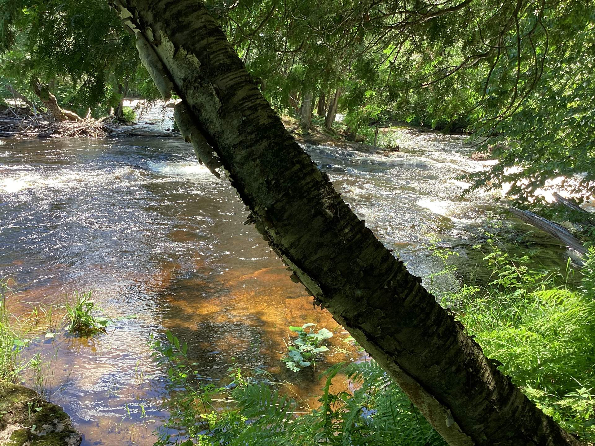 rapids high water (Spring)
