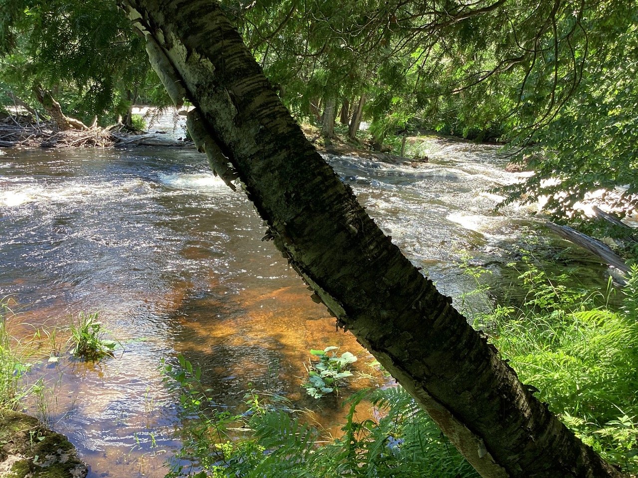 Bord de l'eau en été