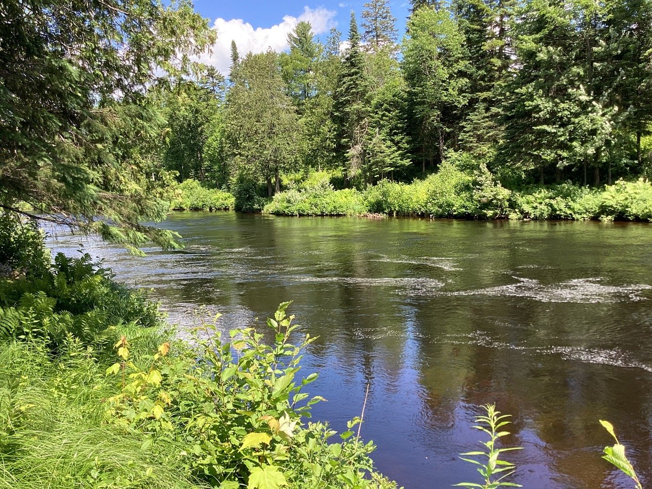 Bord de l'eau en été haute marée