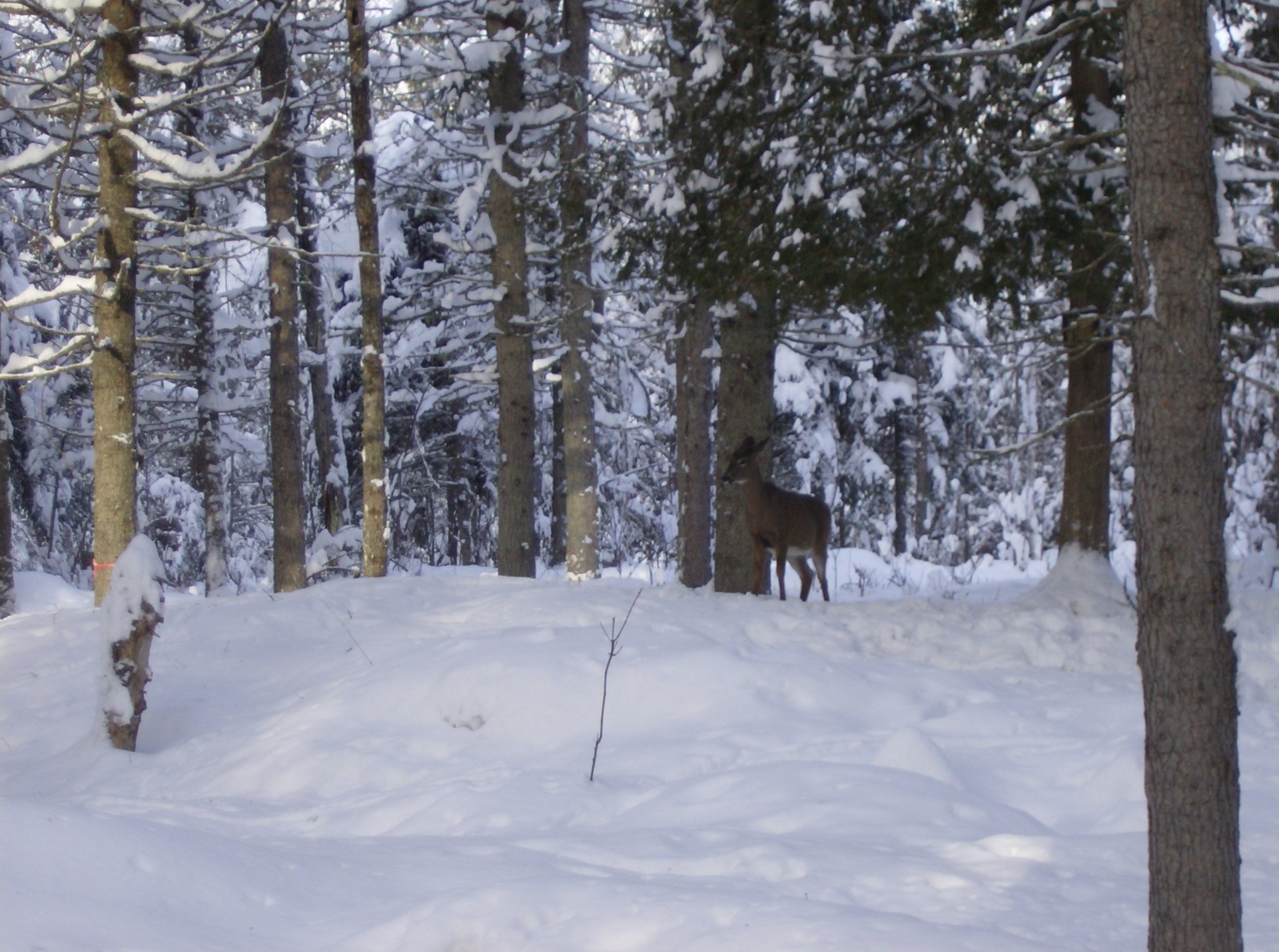Deer