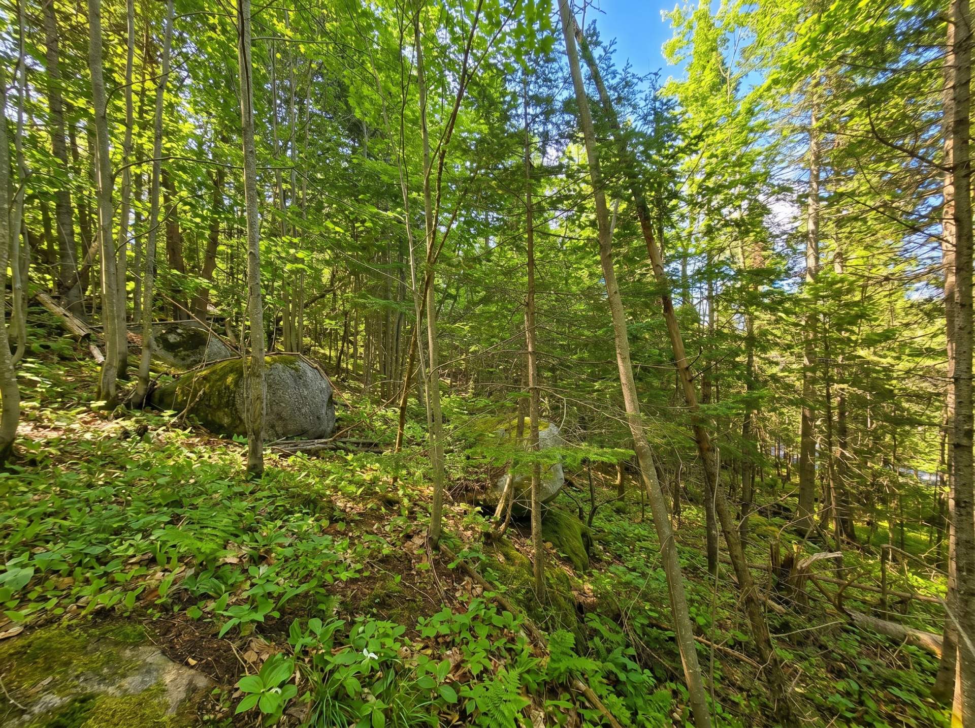 Land/Lot