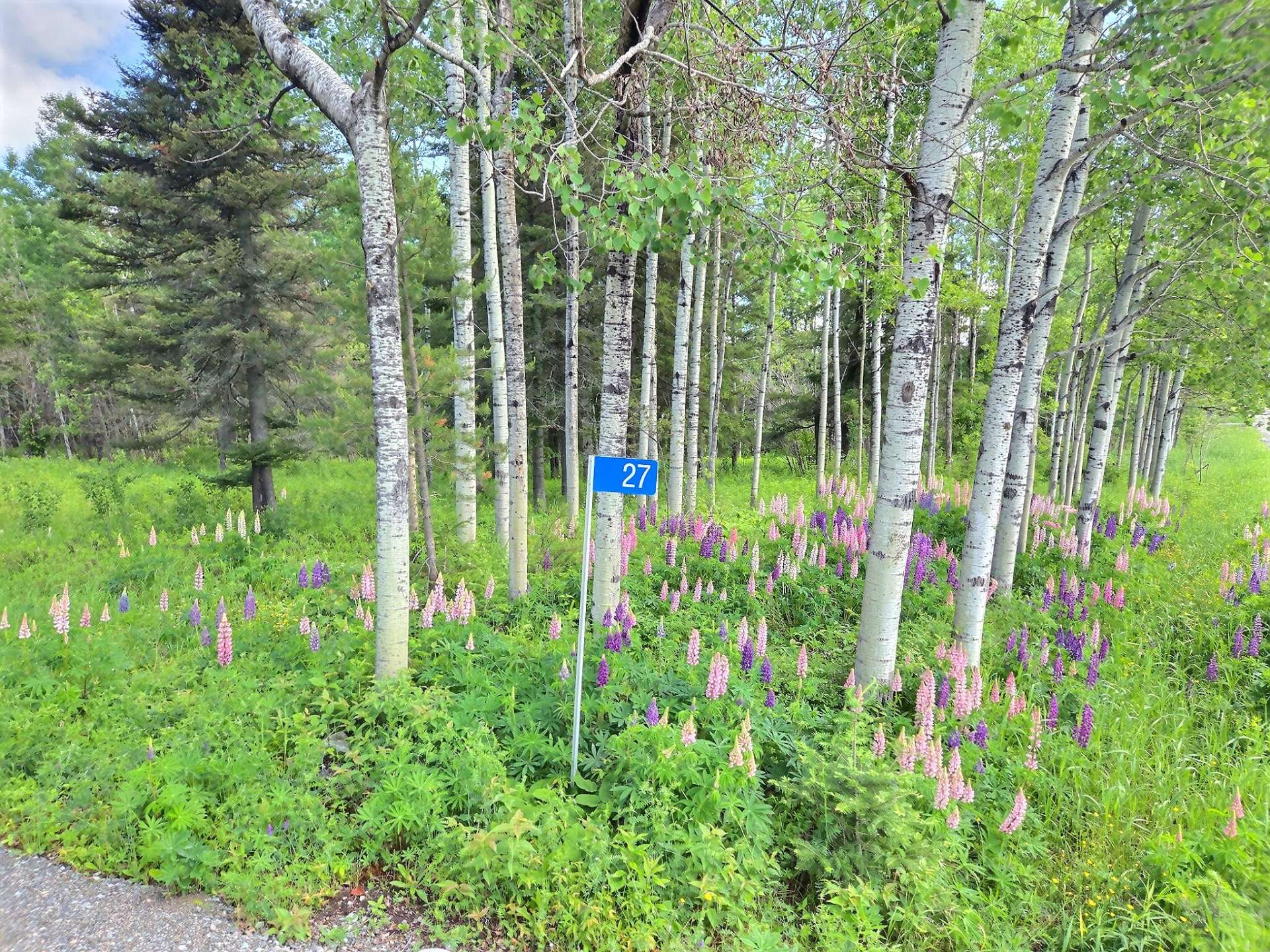 Wooded area