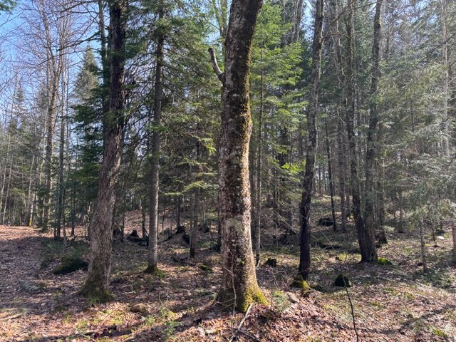 Land/Lot
