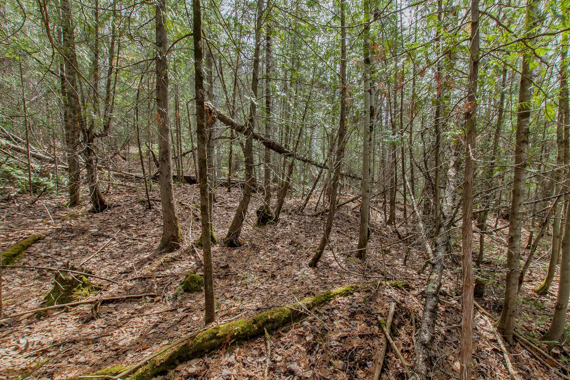 Terre/Terrain
