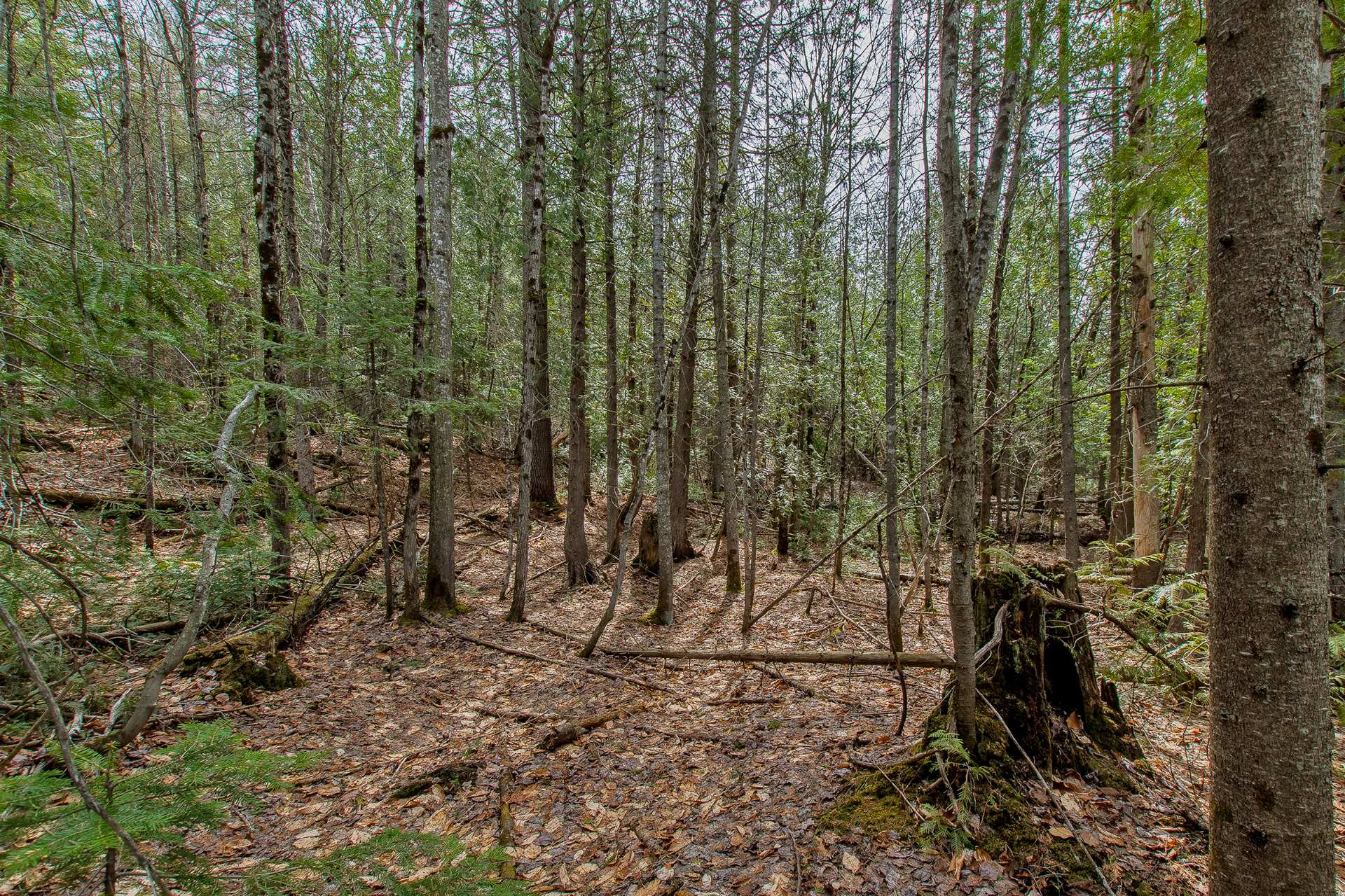 Terre/Terrain