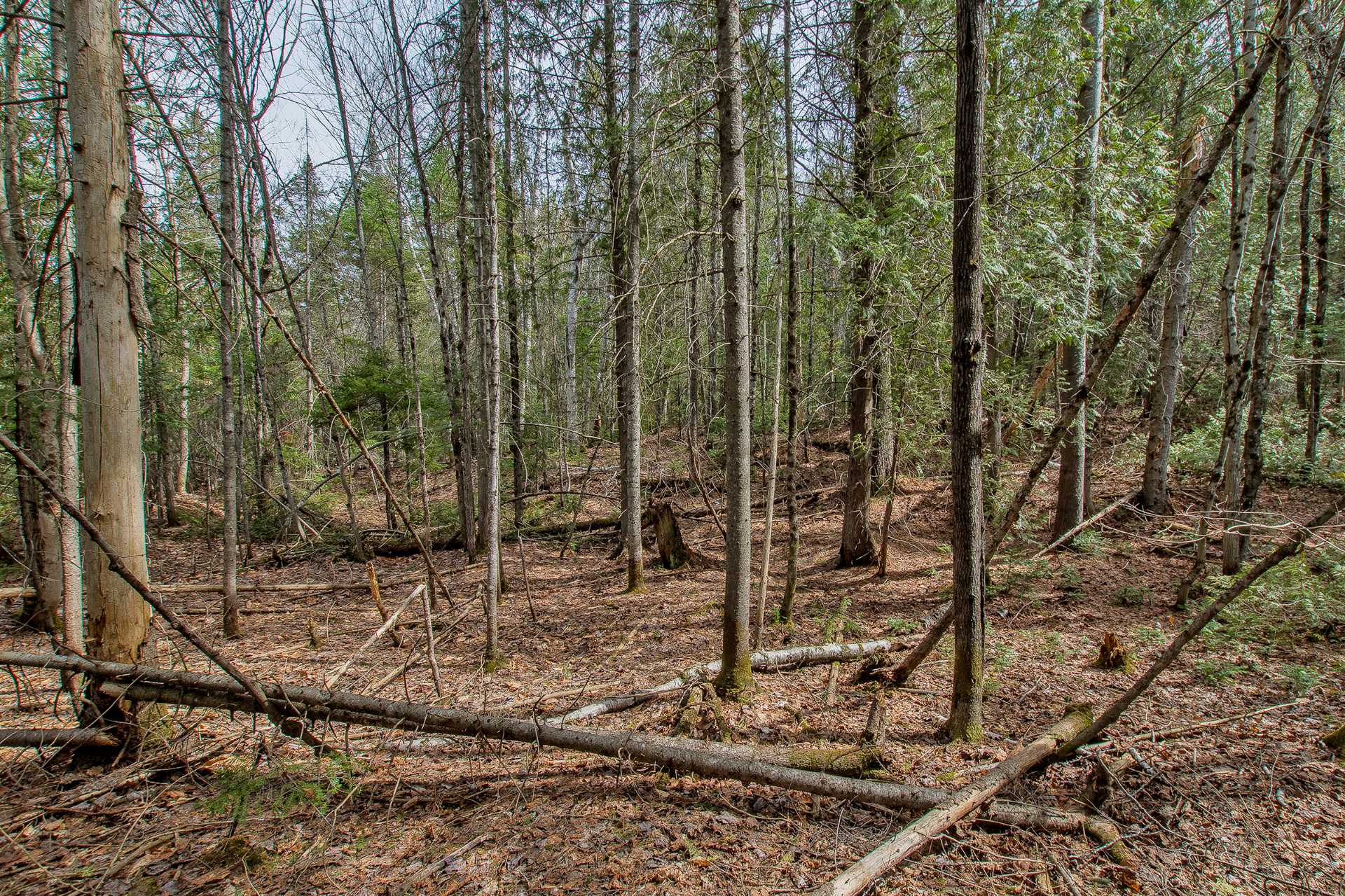 Terre/Terrain