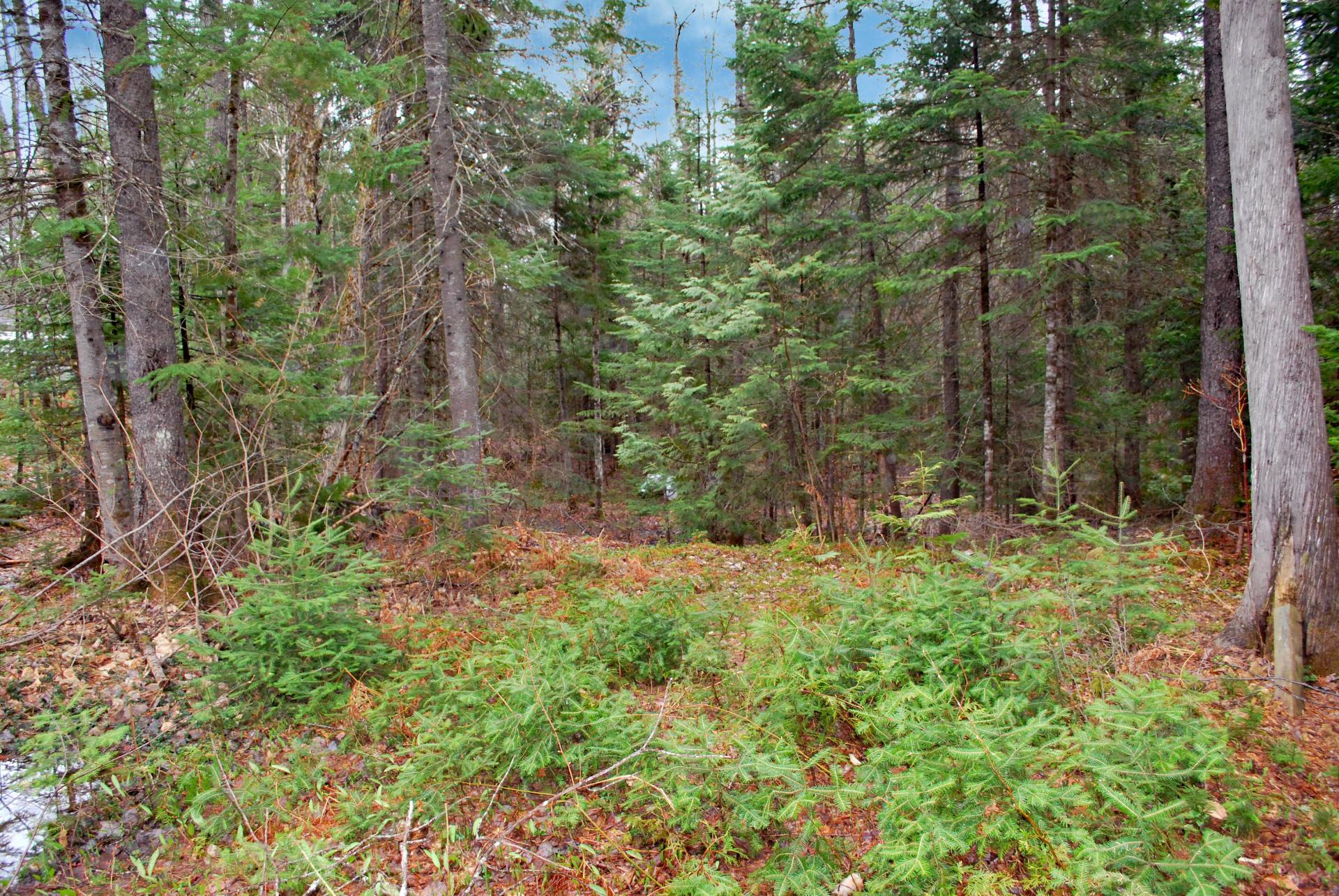 Land/Lot