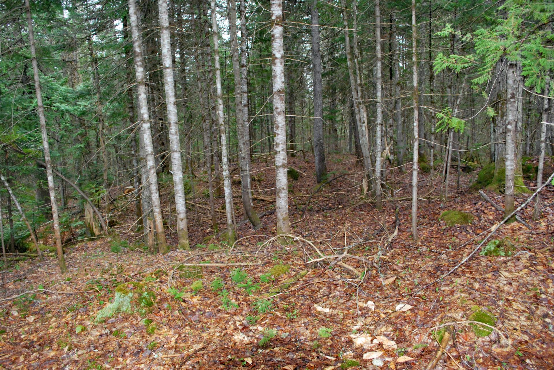 Land/Lot