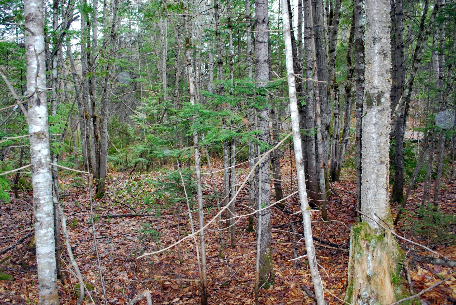 Land/Lot