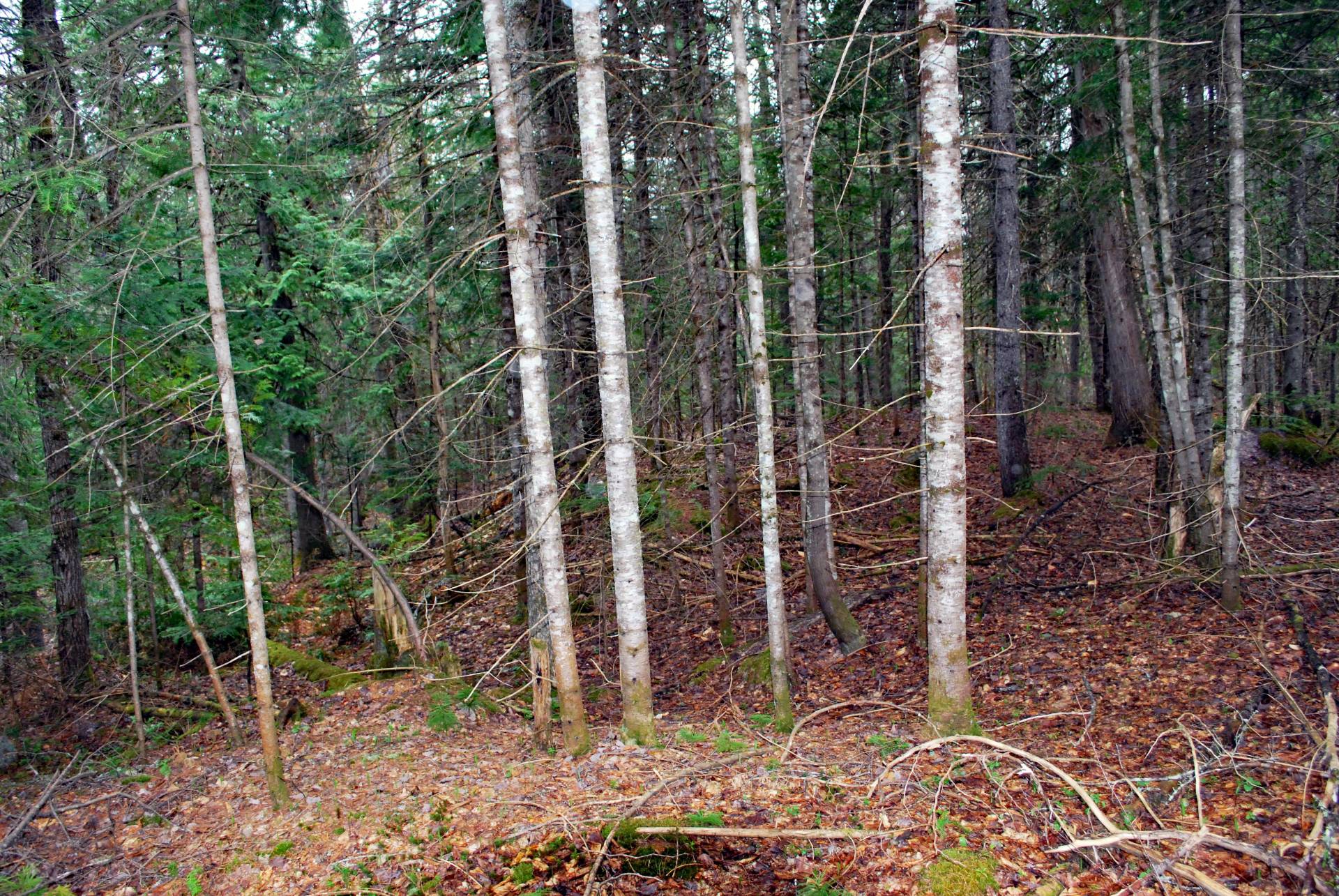 Land/Lot