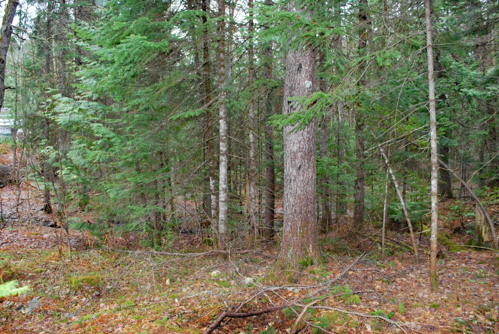 Land/Lot
