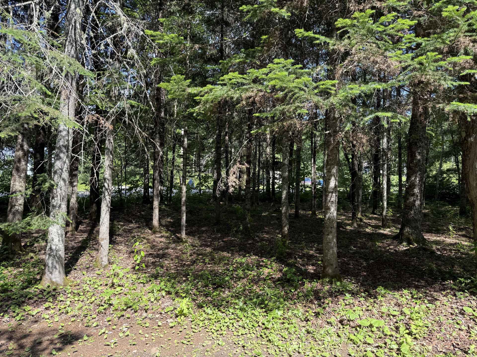 Terre/Terrain