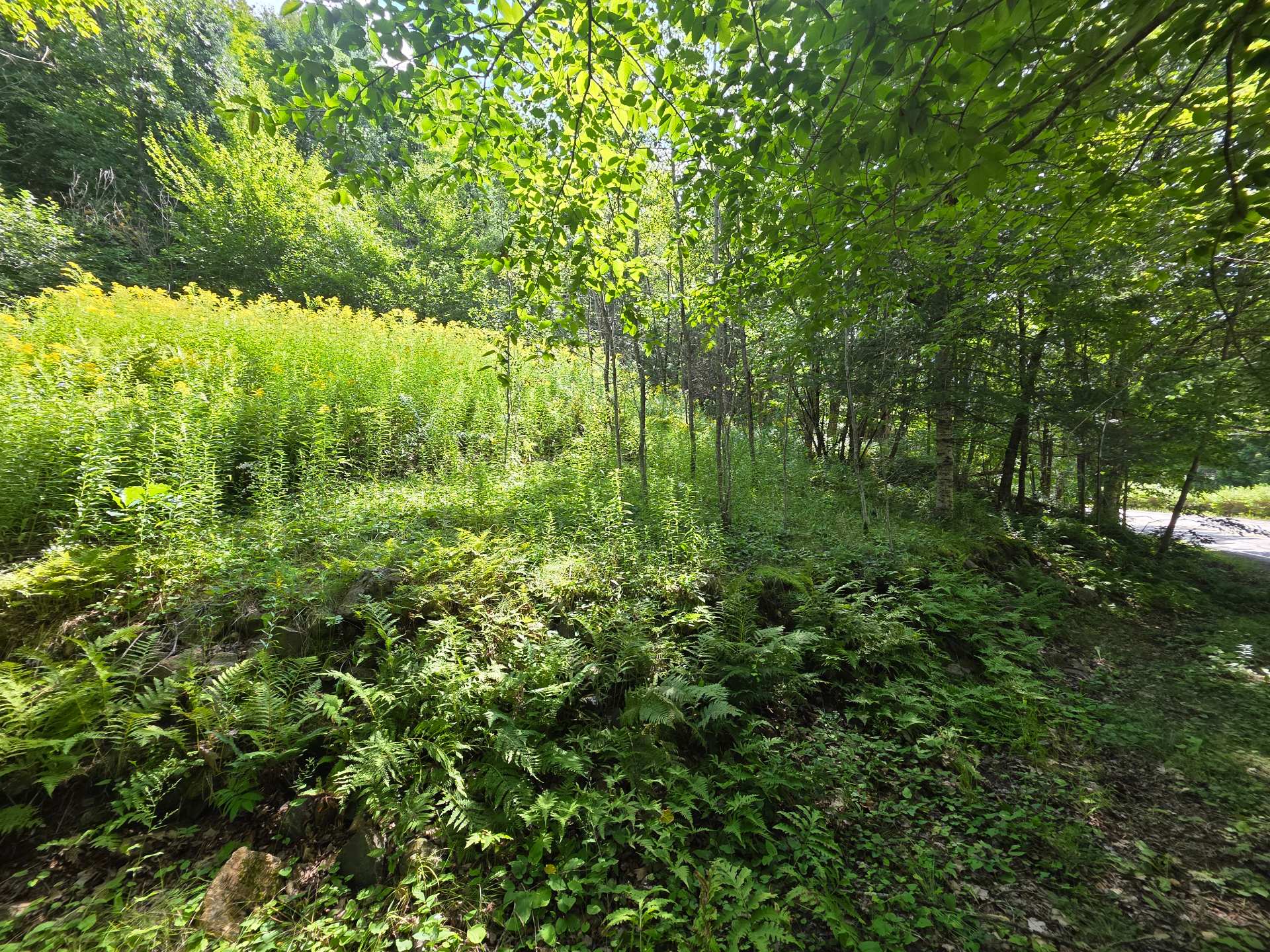 Terre/Terrain