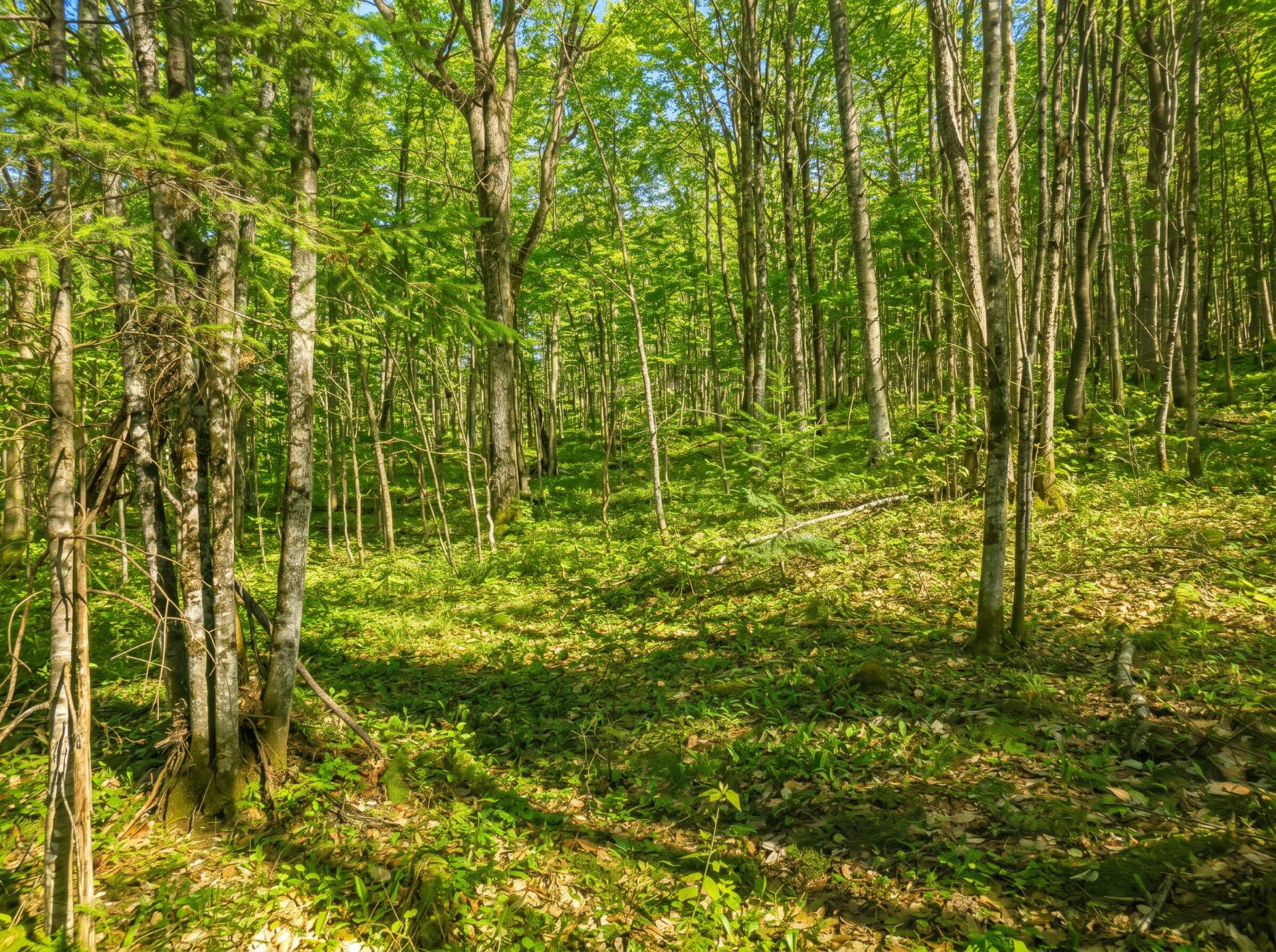 Land/Lot