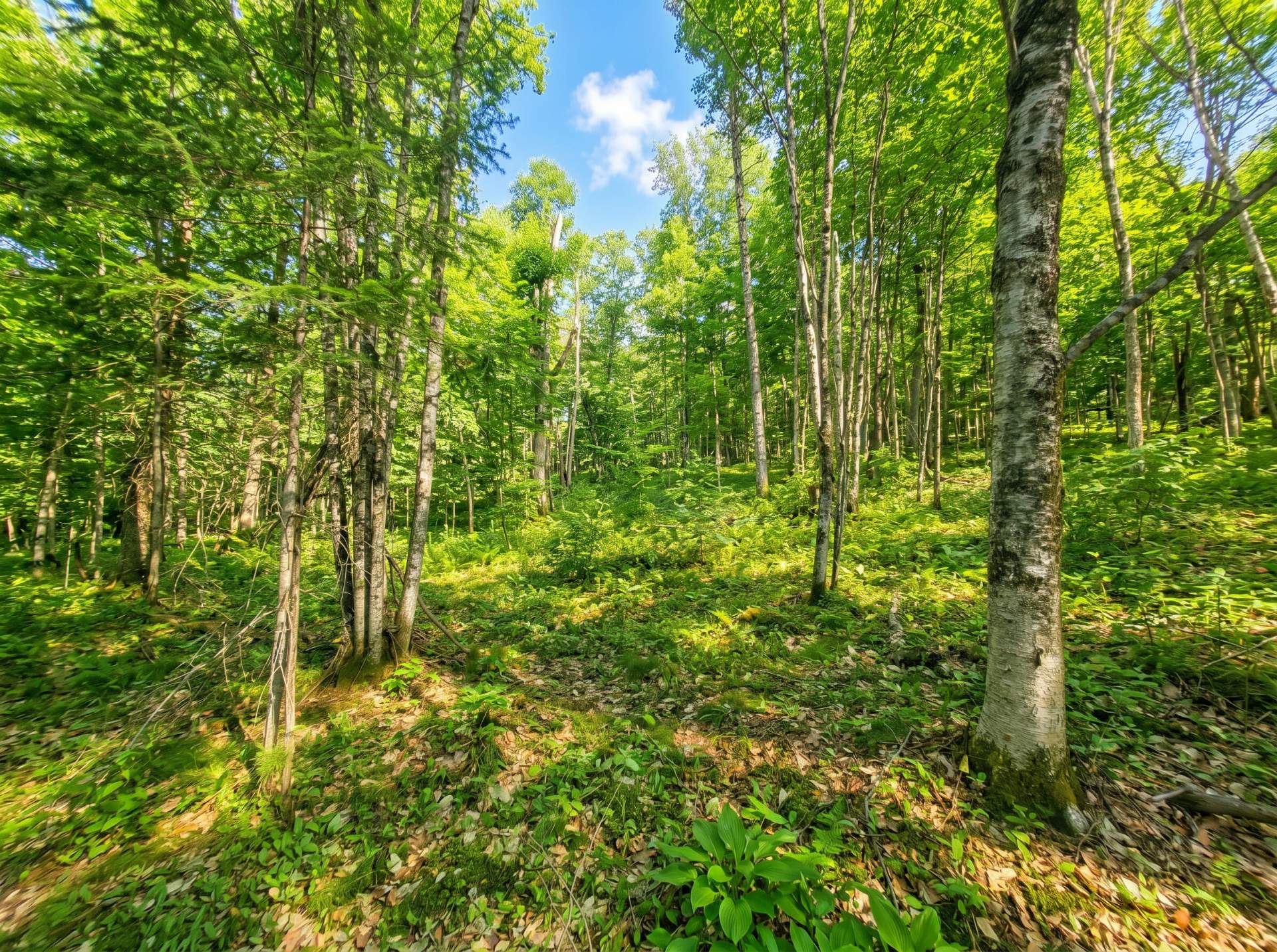 Land/Lot