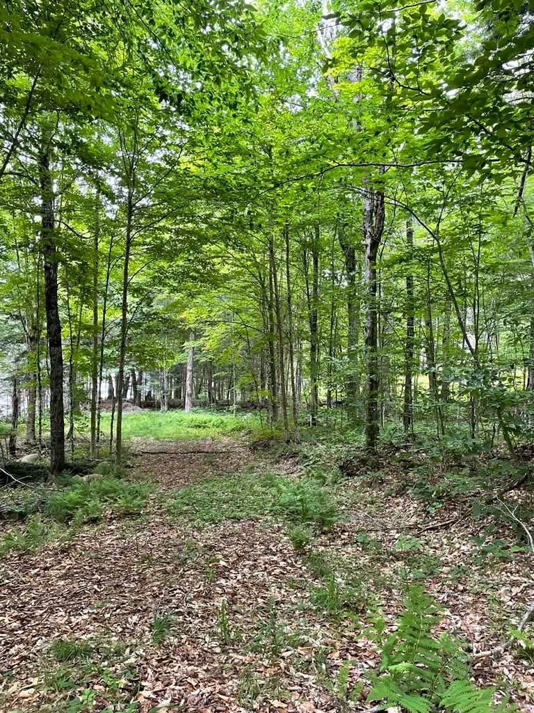 Wooded area