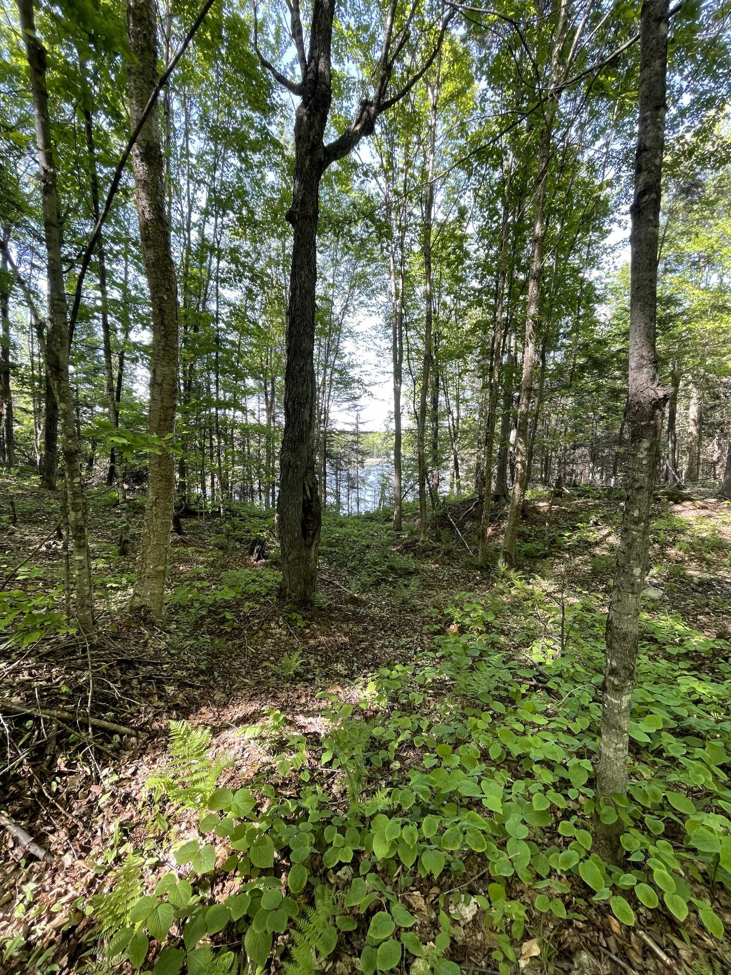 Wooded area