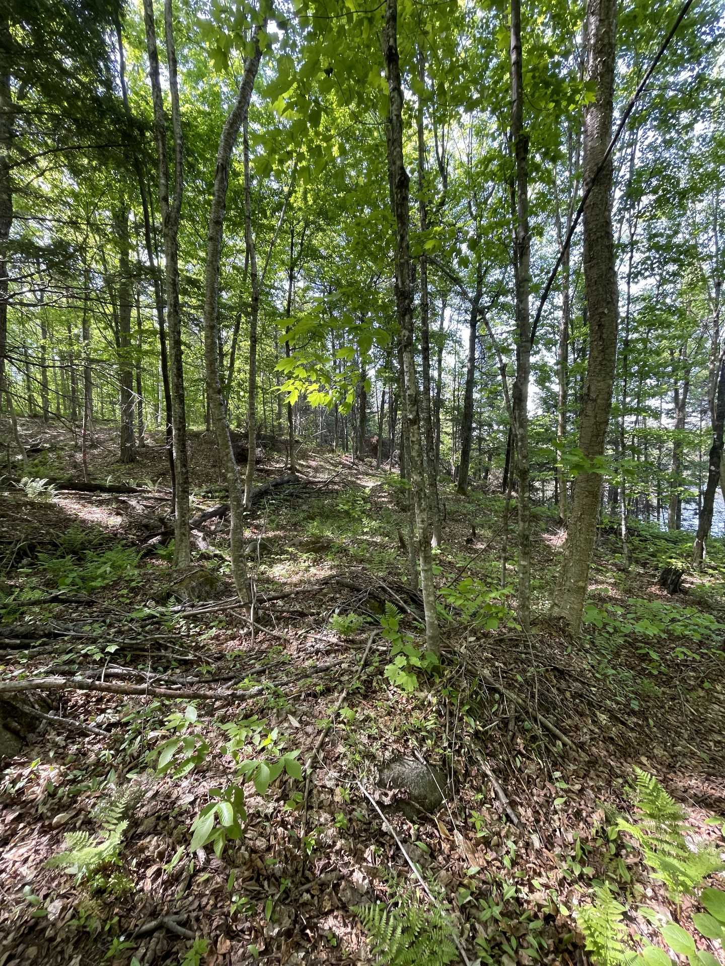 Wooded area
