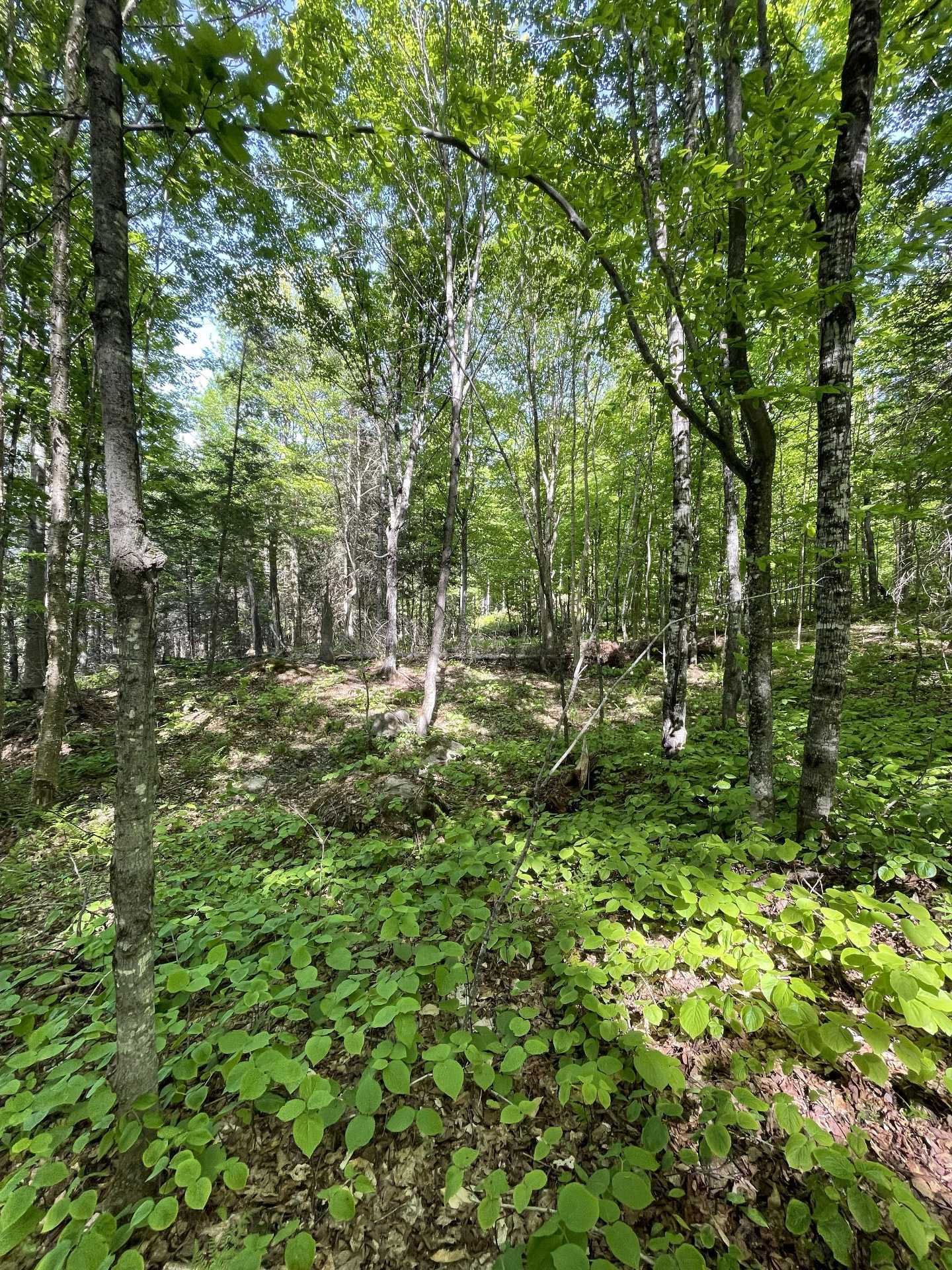 Wooded area