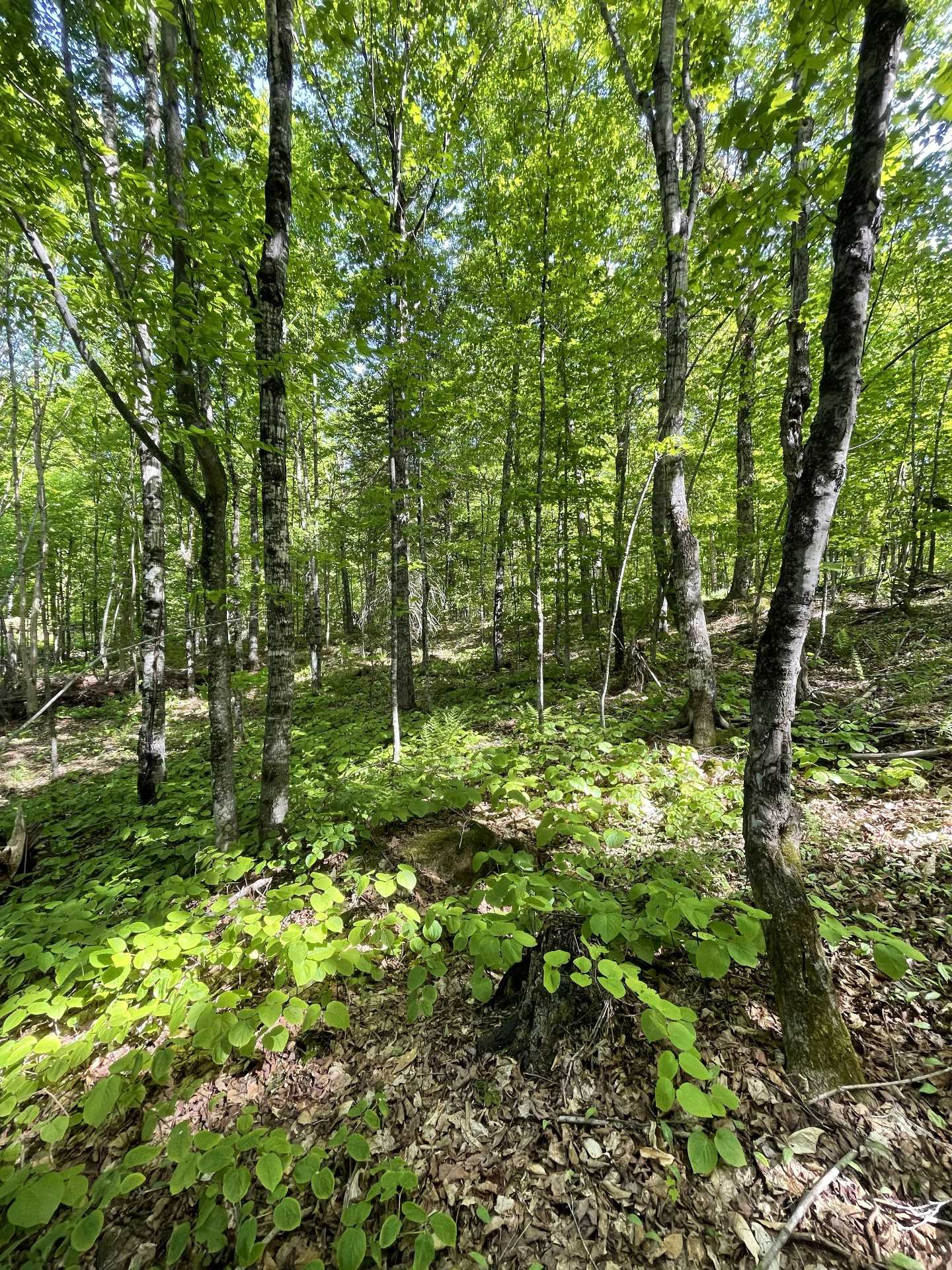 Wooded area
