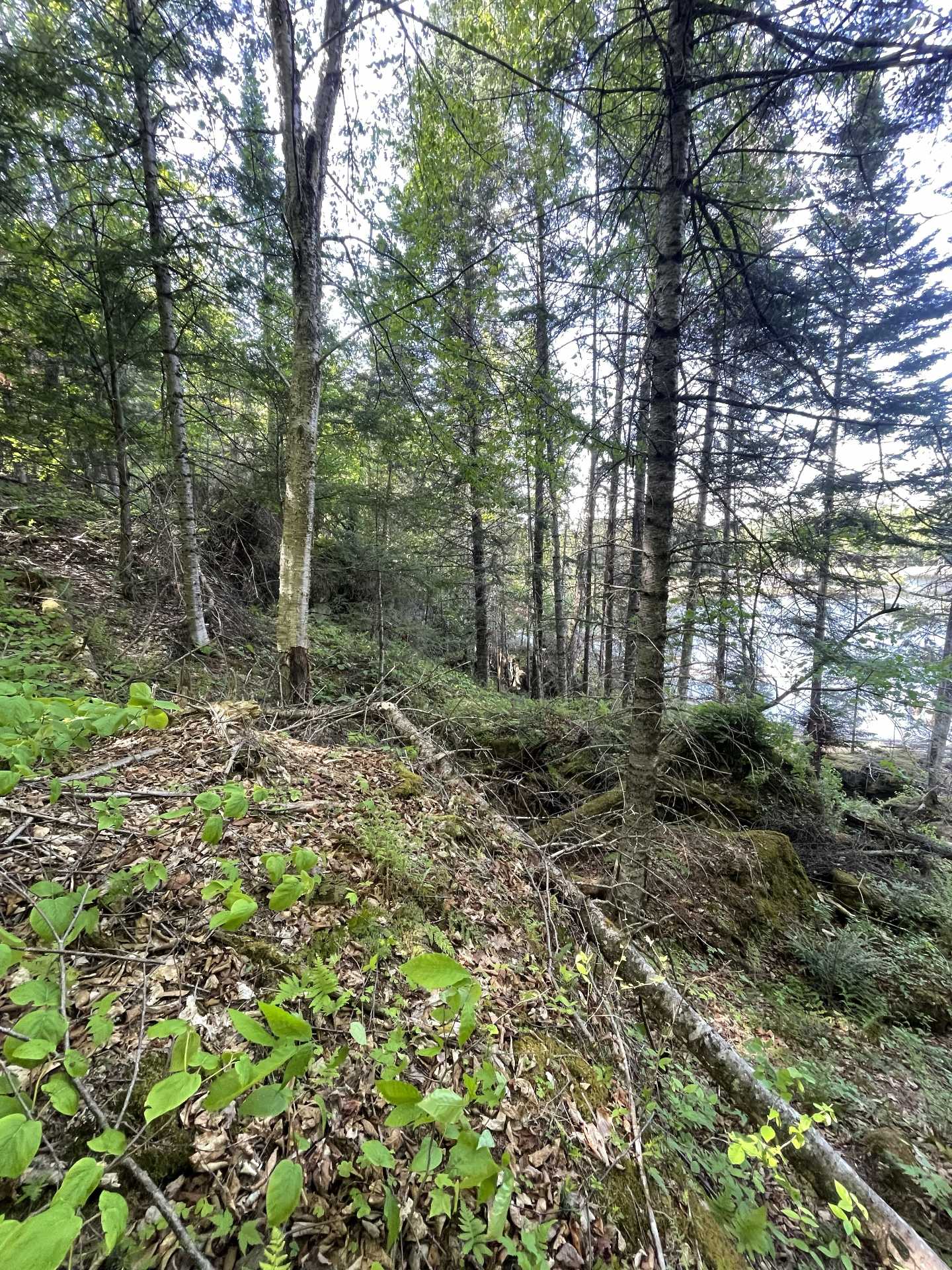 Wooded area