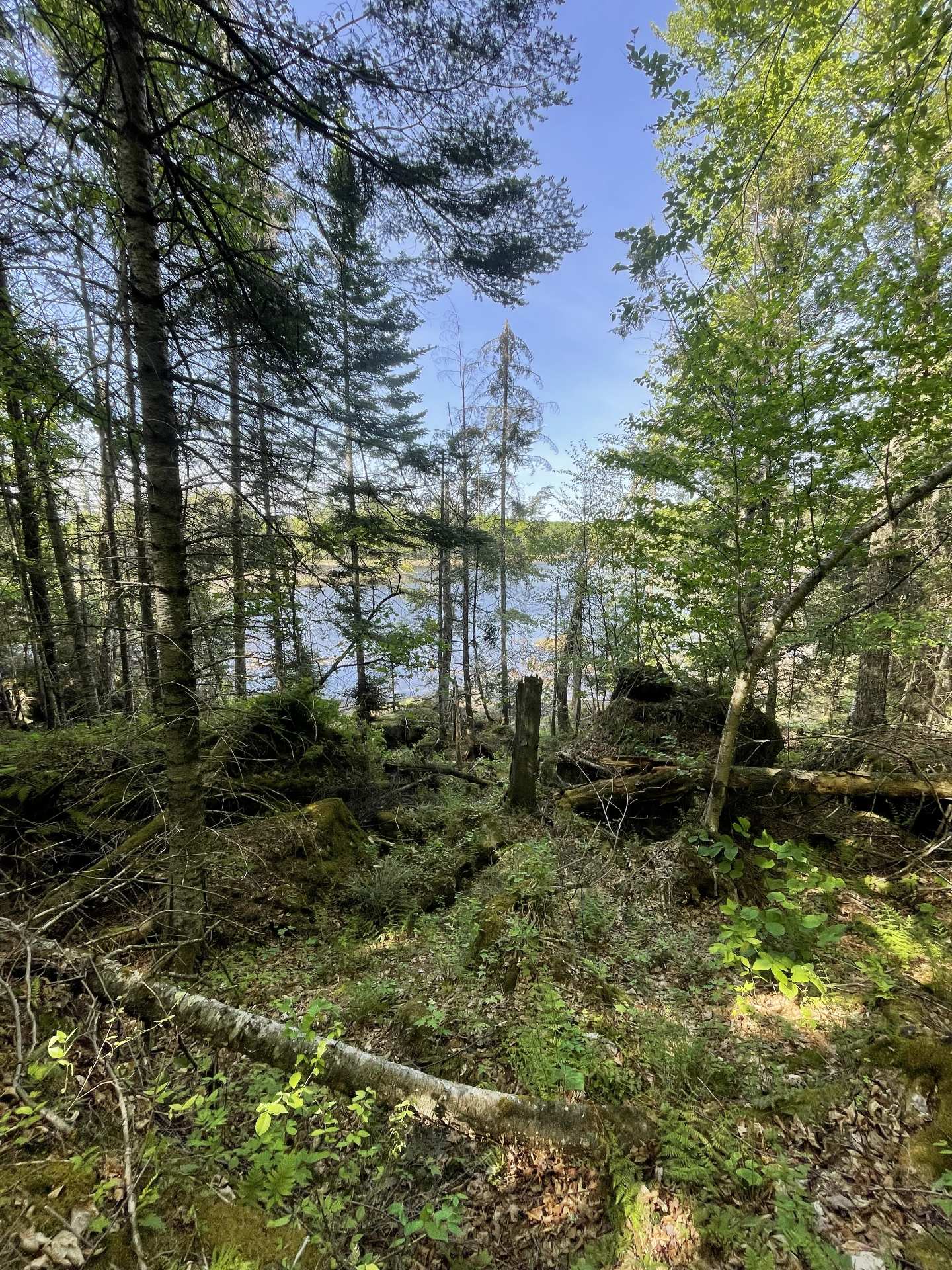 Wooded area