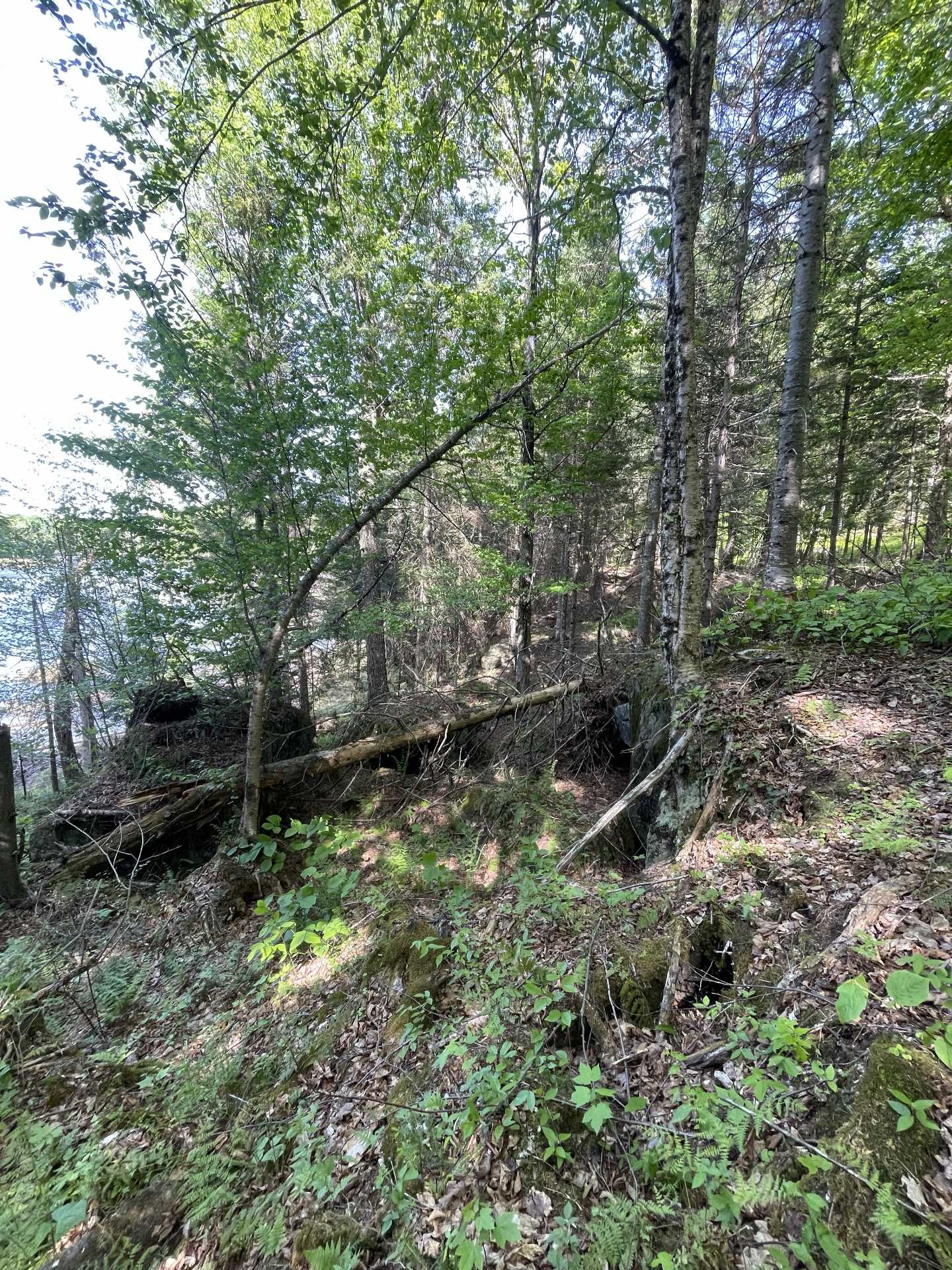 Wooded area