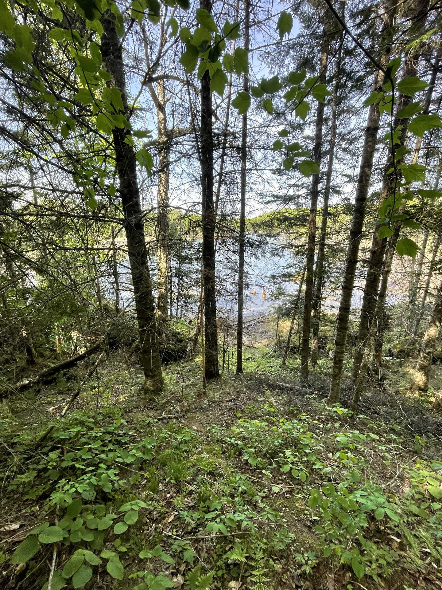 Wooded area