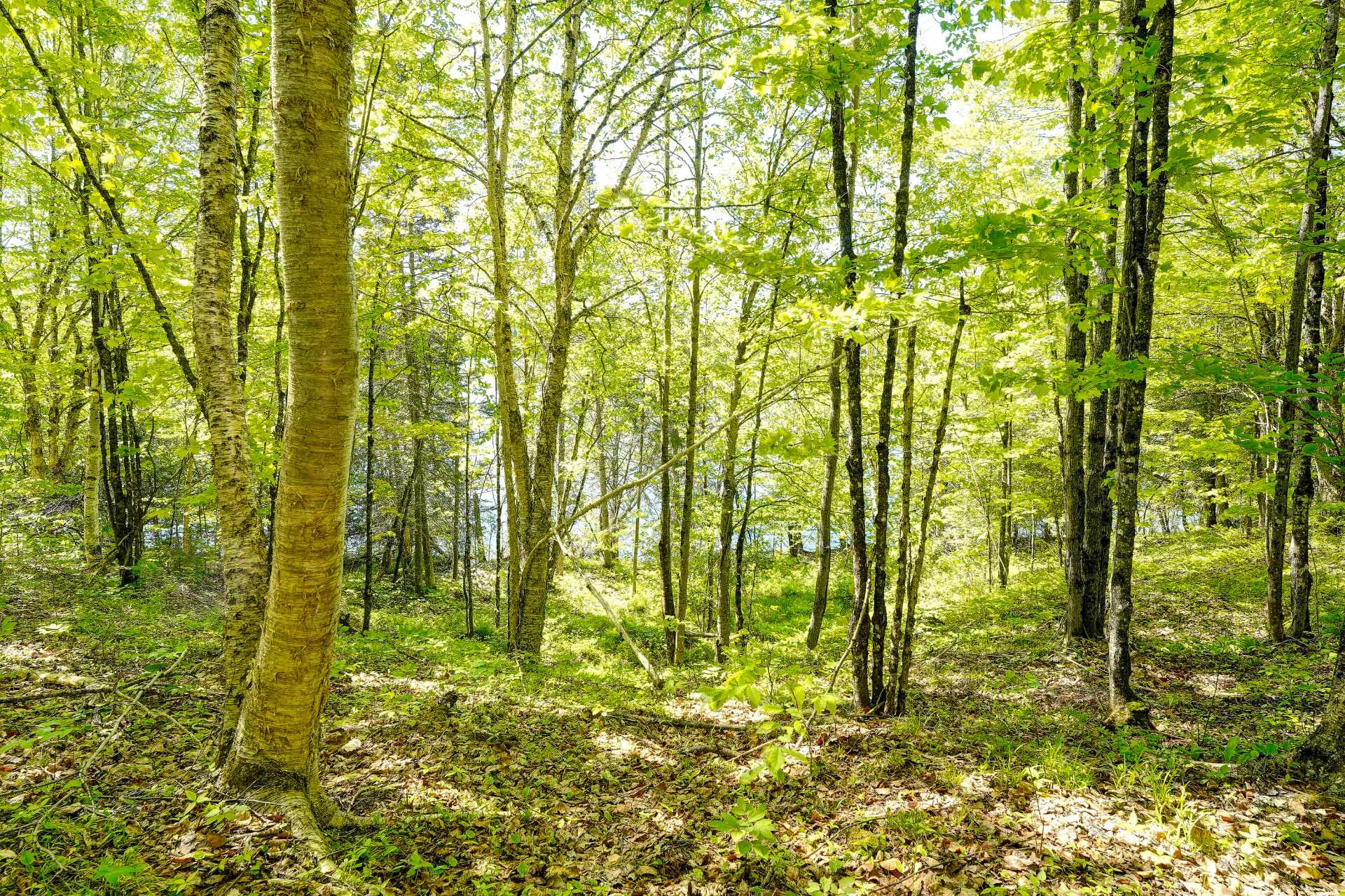 Terre/Terrain