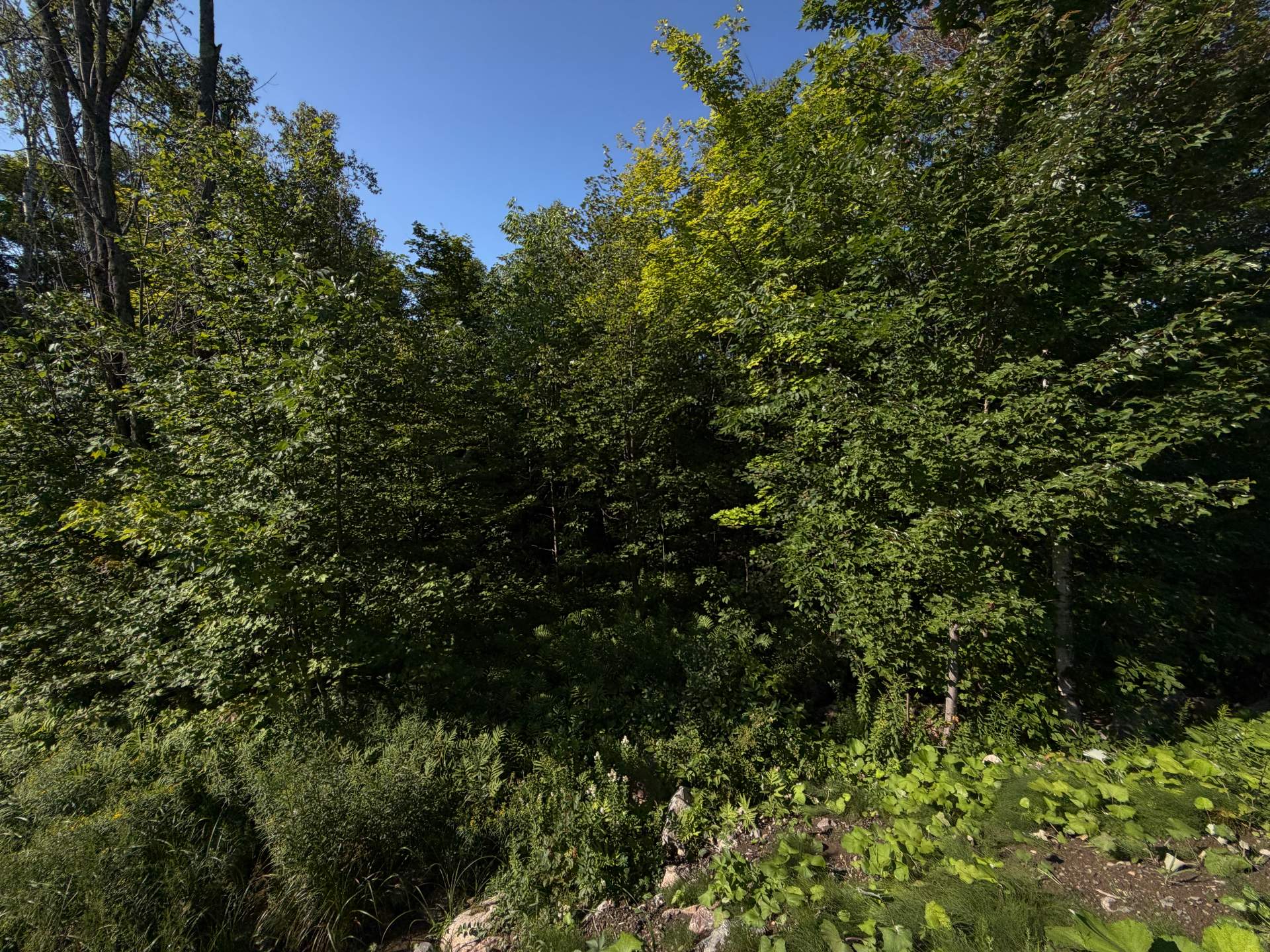 Terre/Terrain