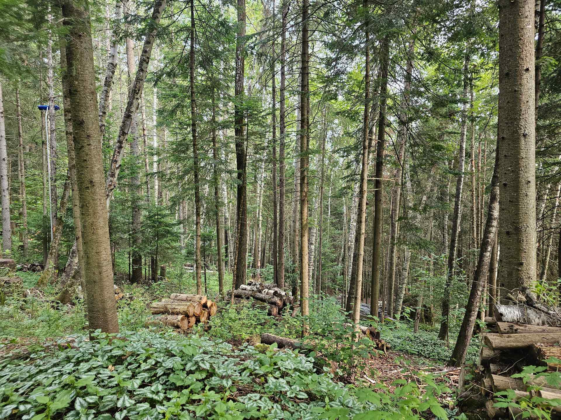 Land/Lot