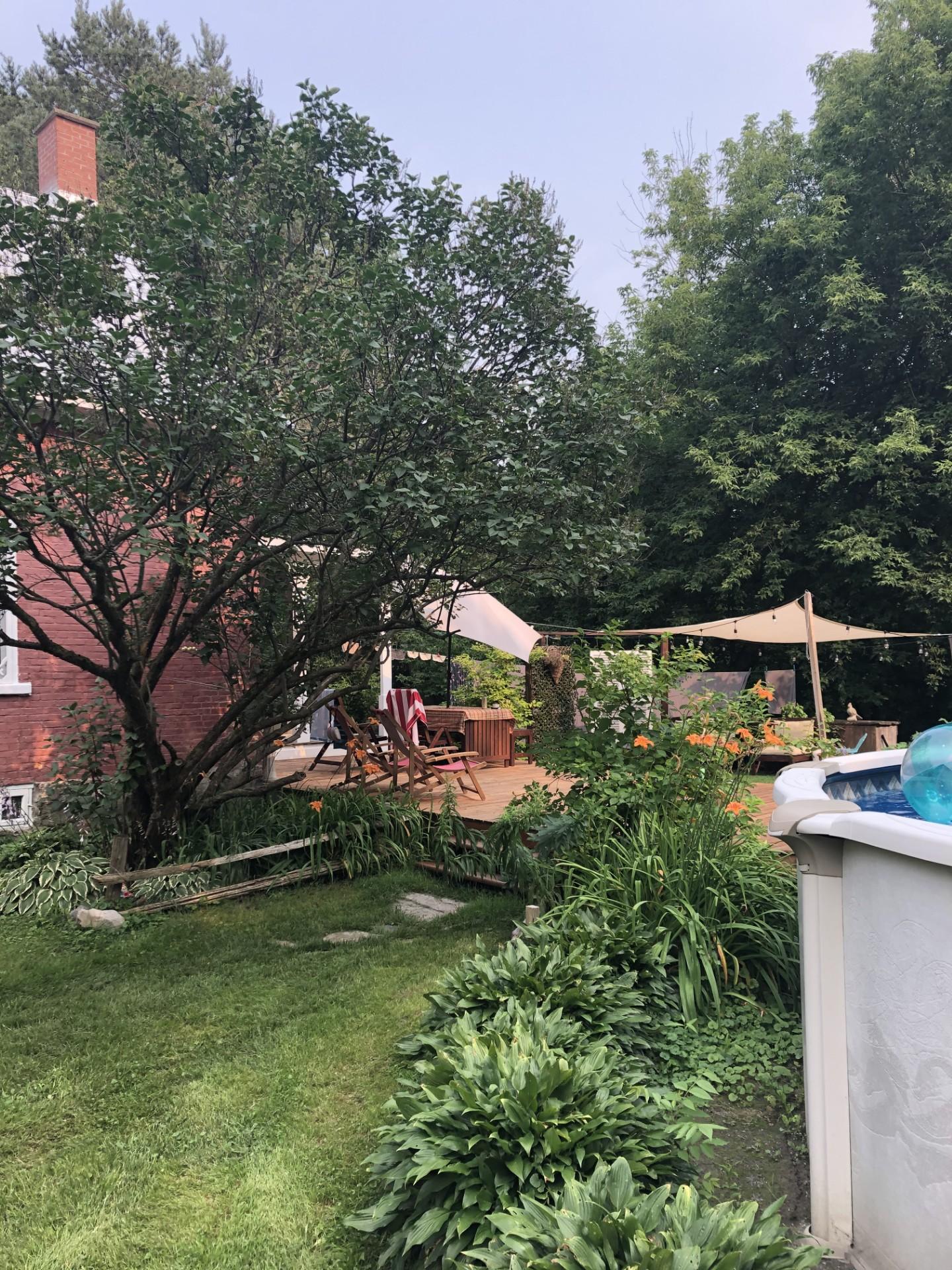 Backyard