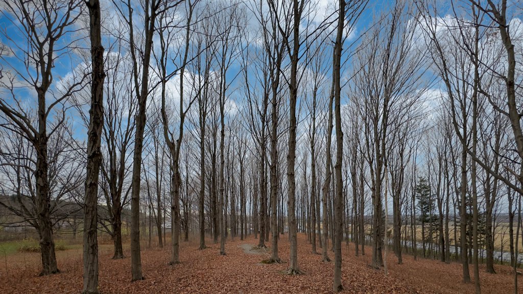 Land/Lot