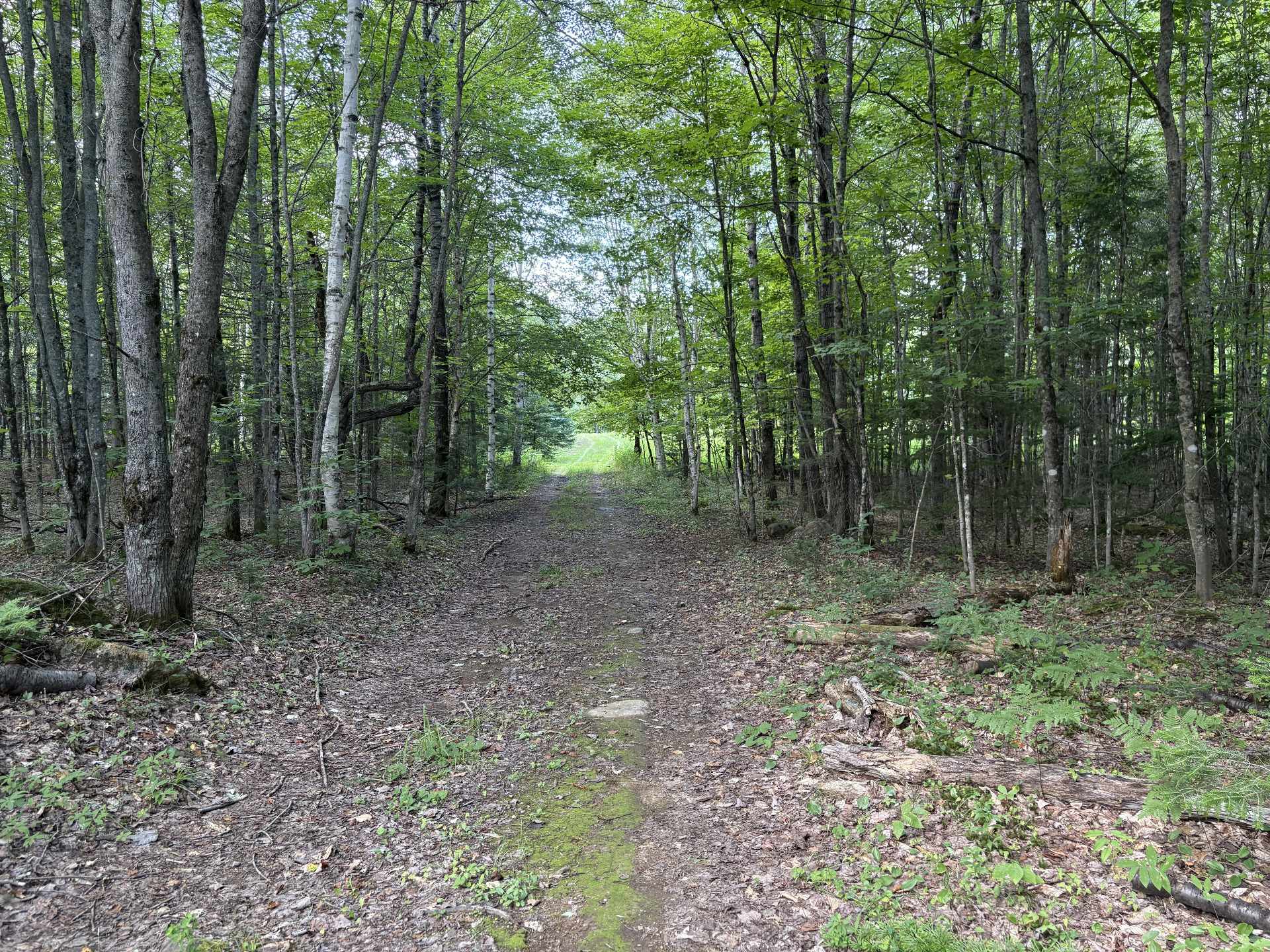 Chemin menant au camp de chasse
