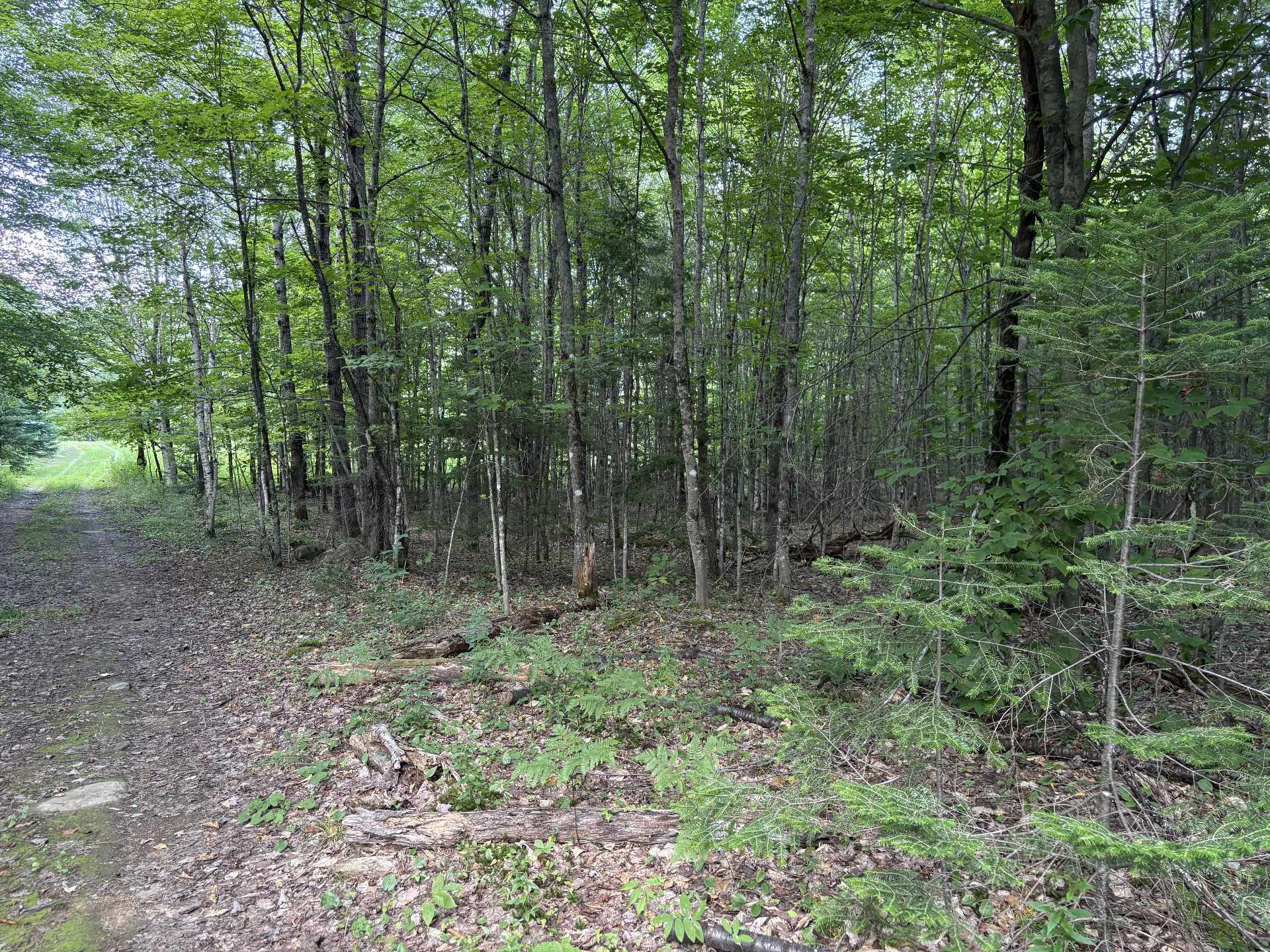 Chemin menant au camp de chasse