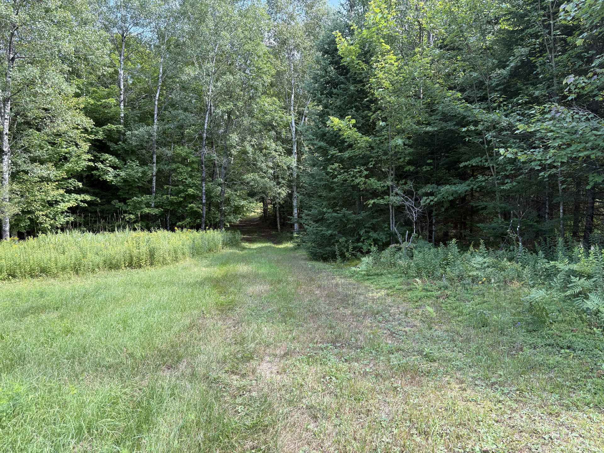 Chemin sortant du camp de chasse