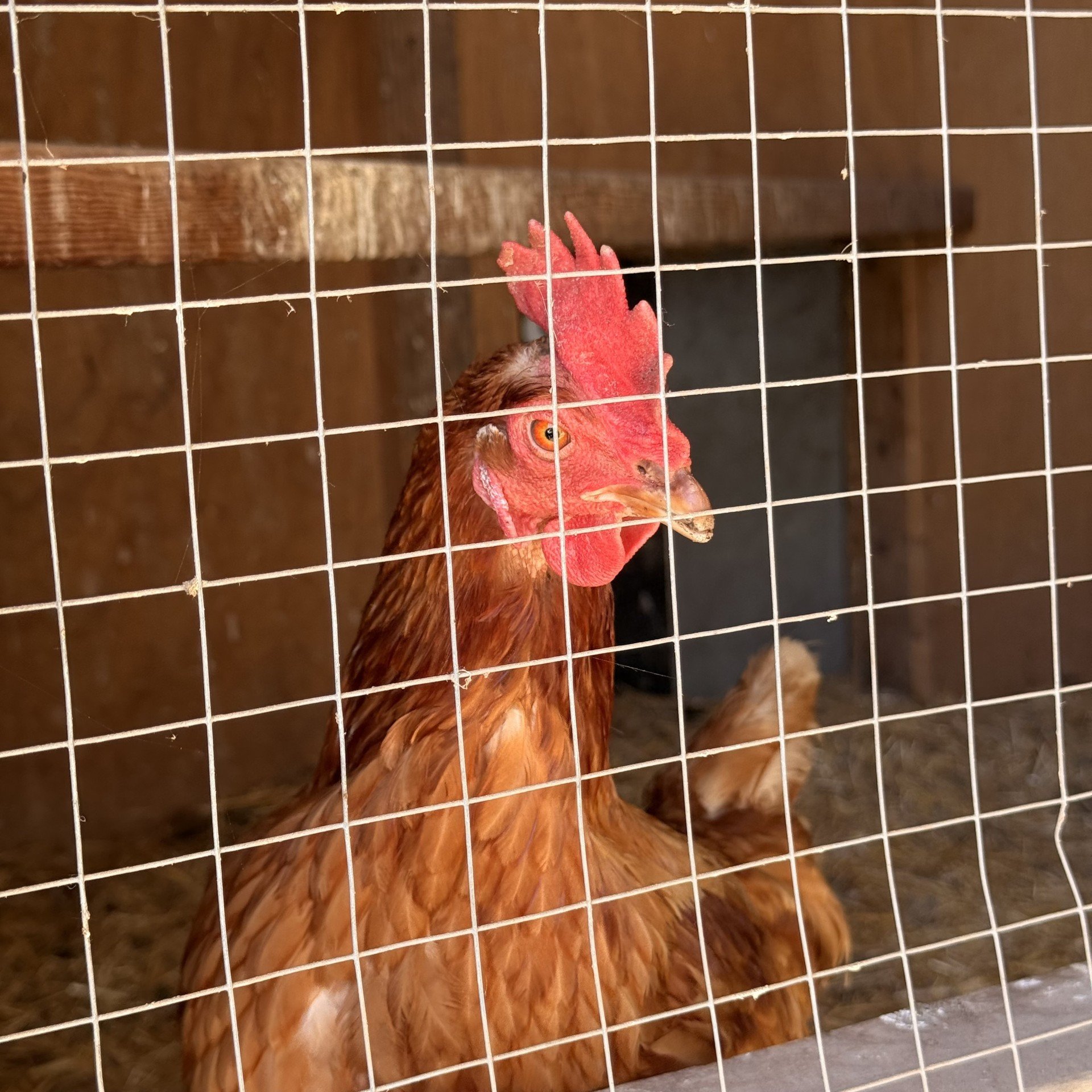 Poule