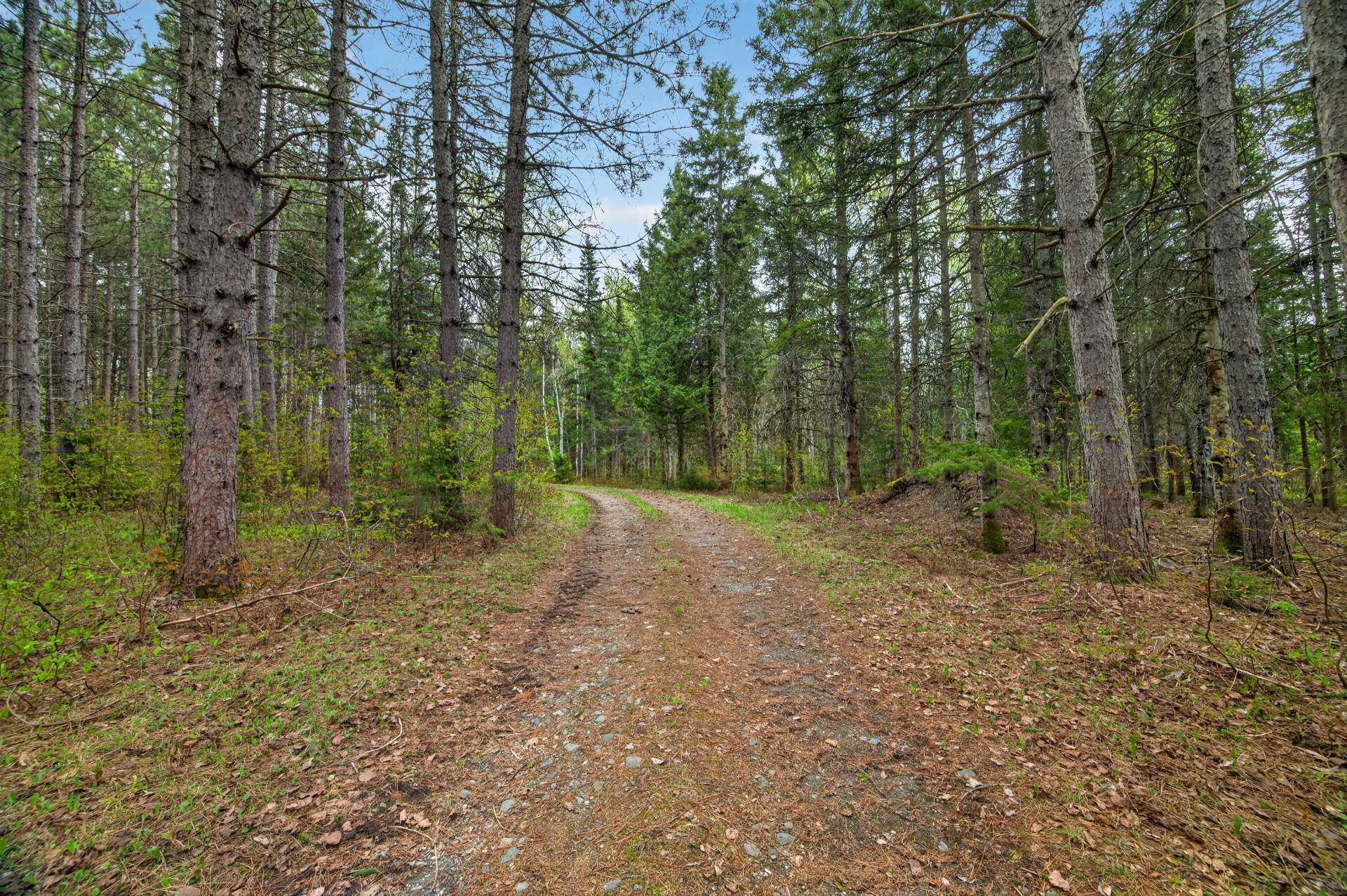 Forêt entretenu d'une façon exceptionnelle