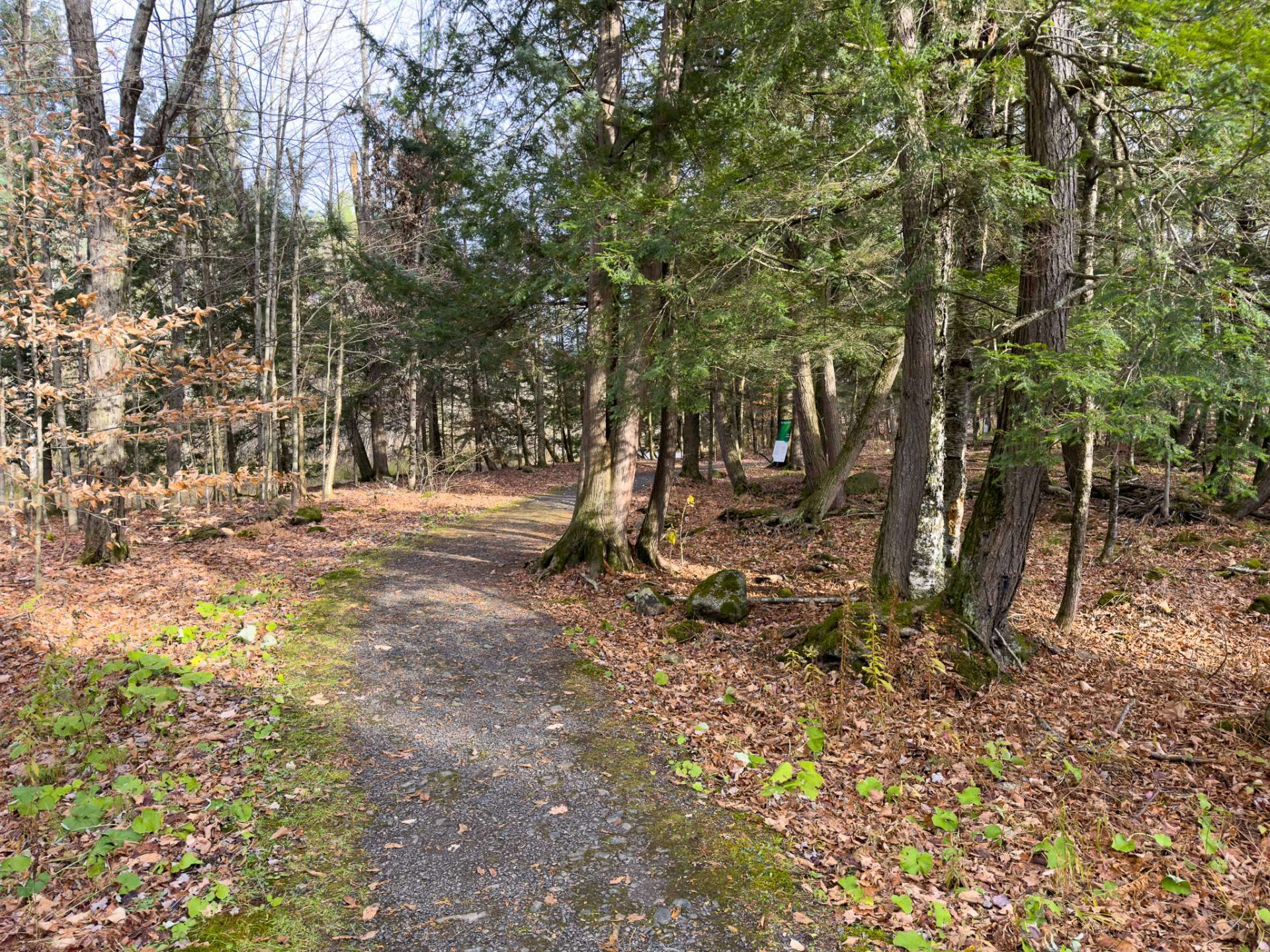 Wooded area