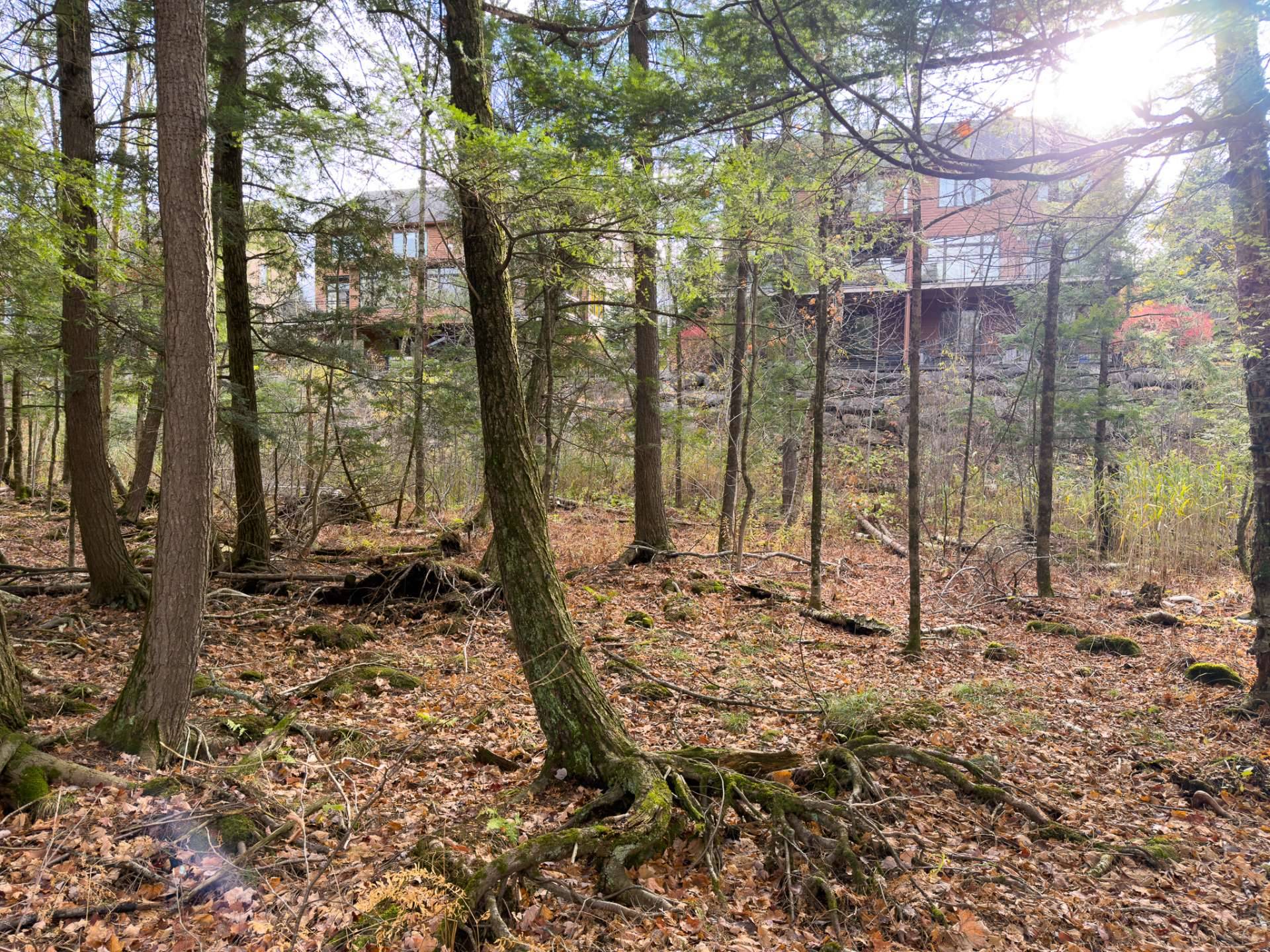 Wooded area