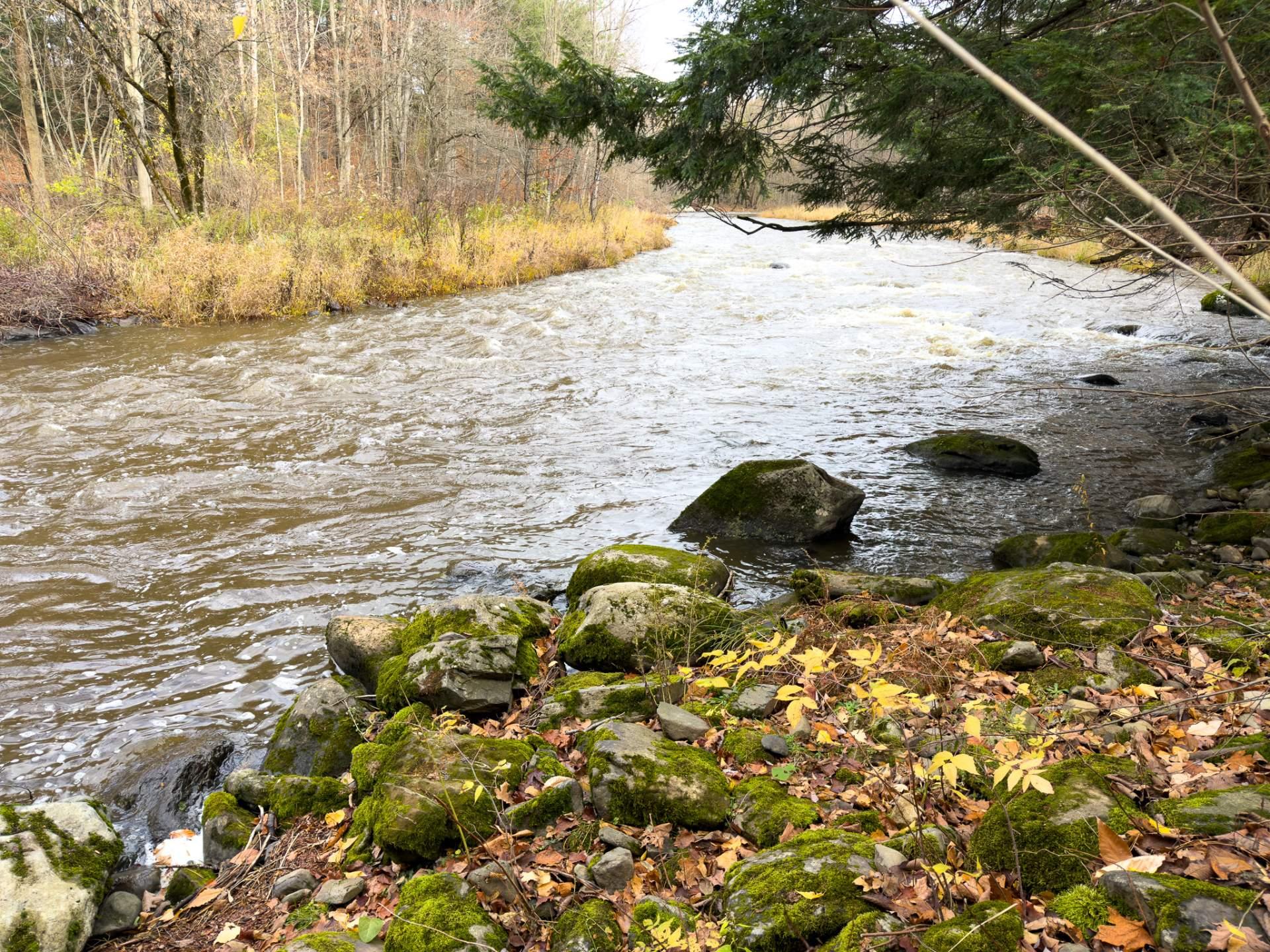 Wooded area