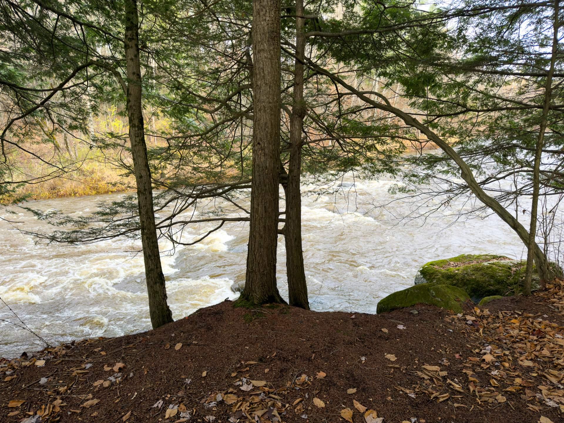 Wooded area