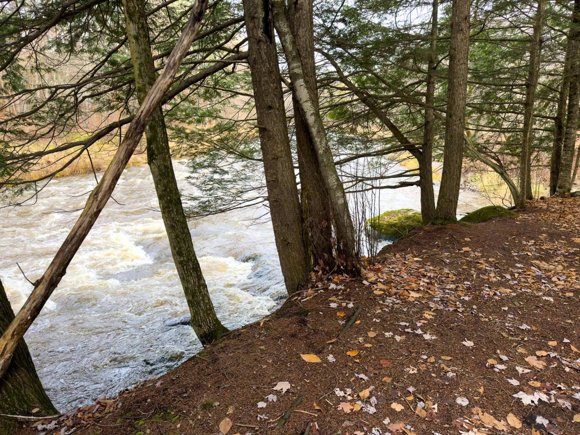 Wooded area