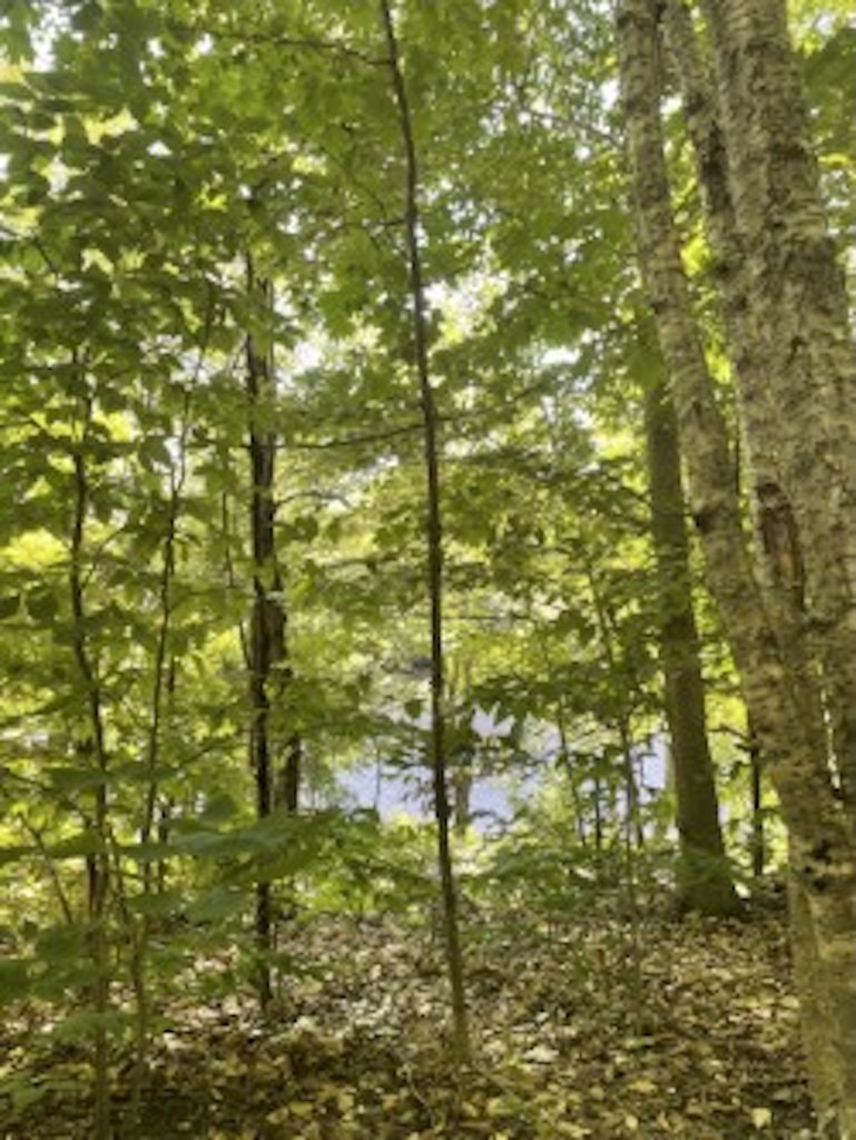 Vue sur l'eau