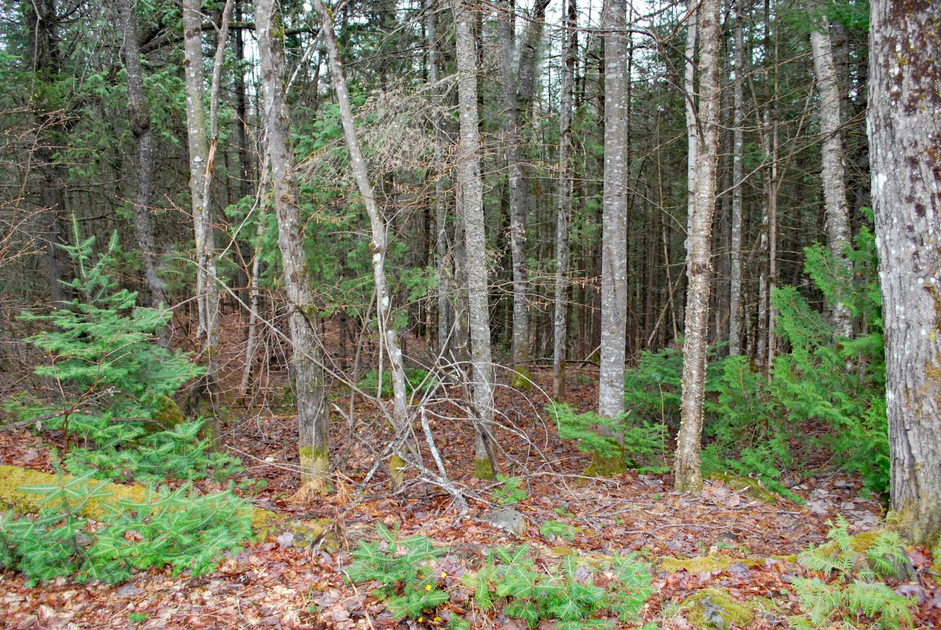 Terre/Terrain
