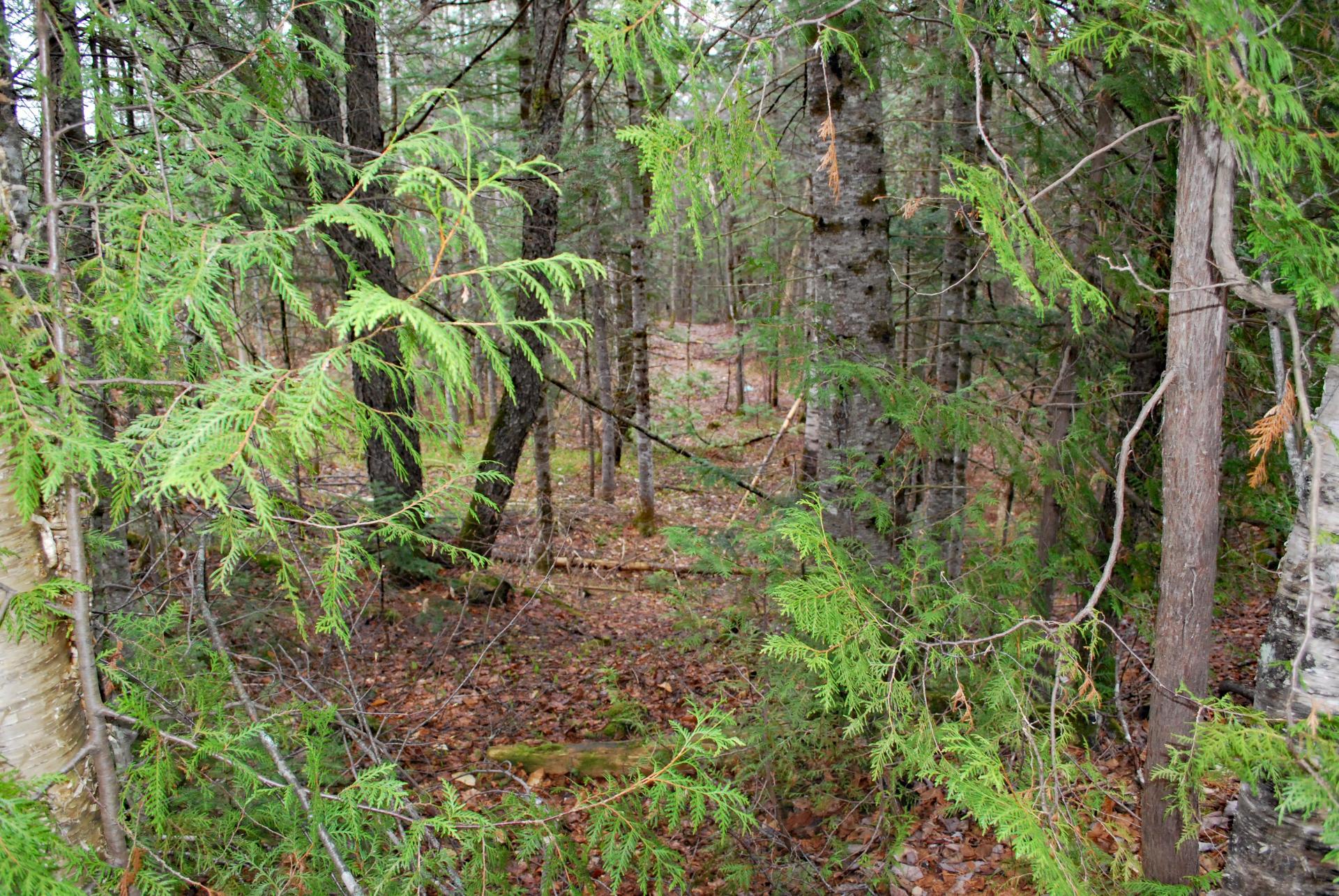 Terre/Terrain