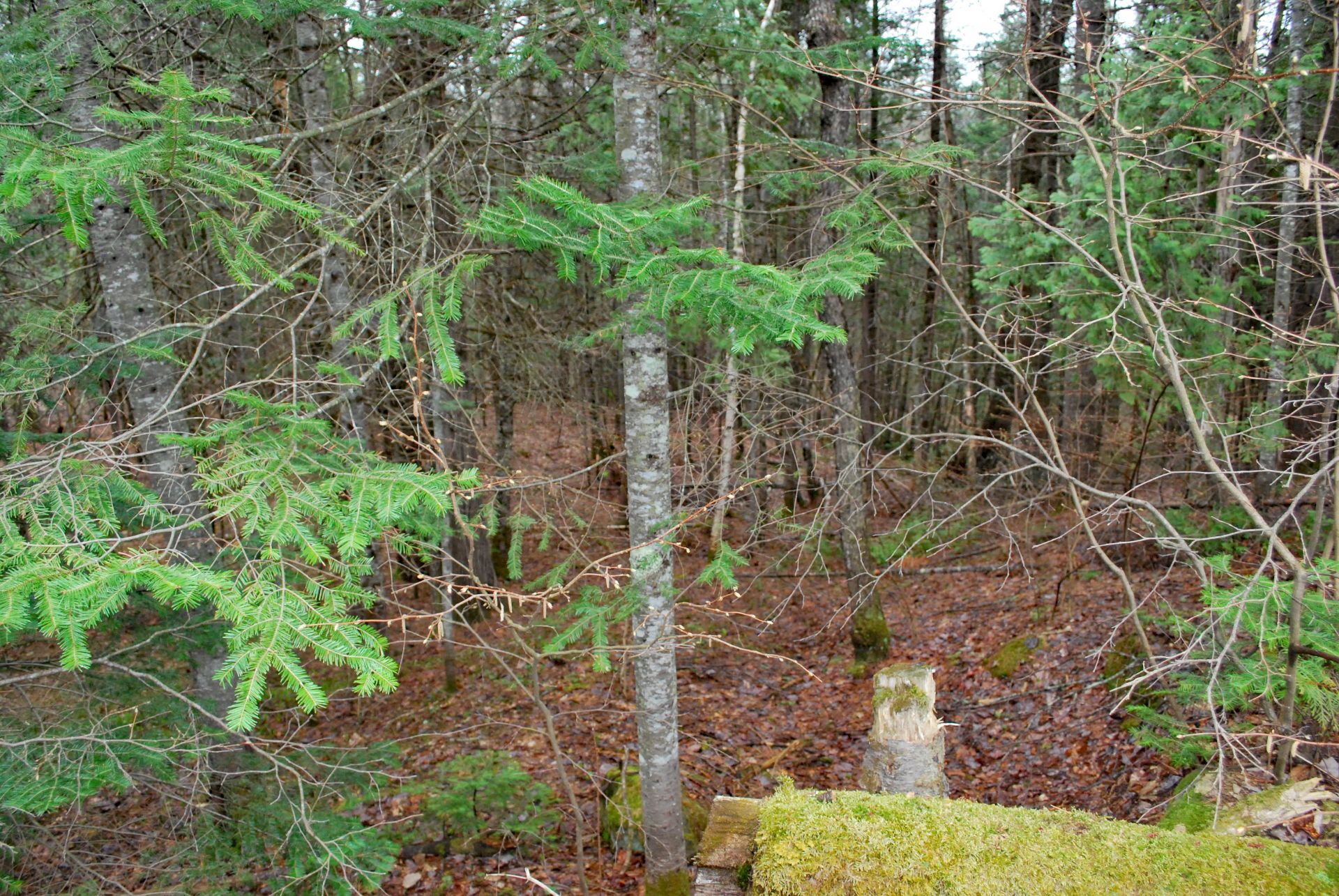 Terre/Terrain