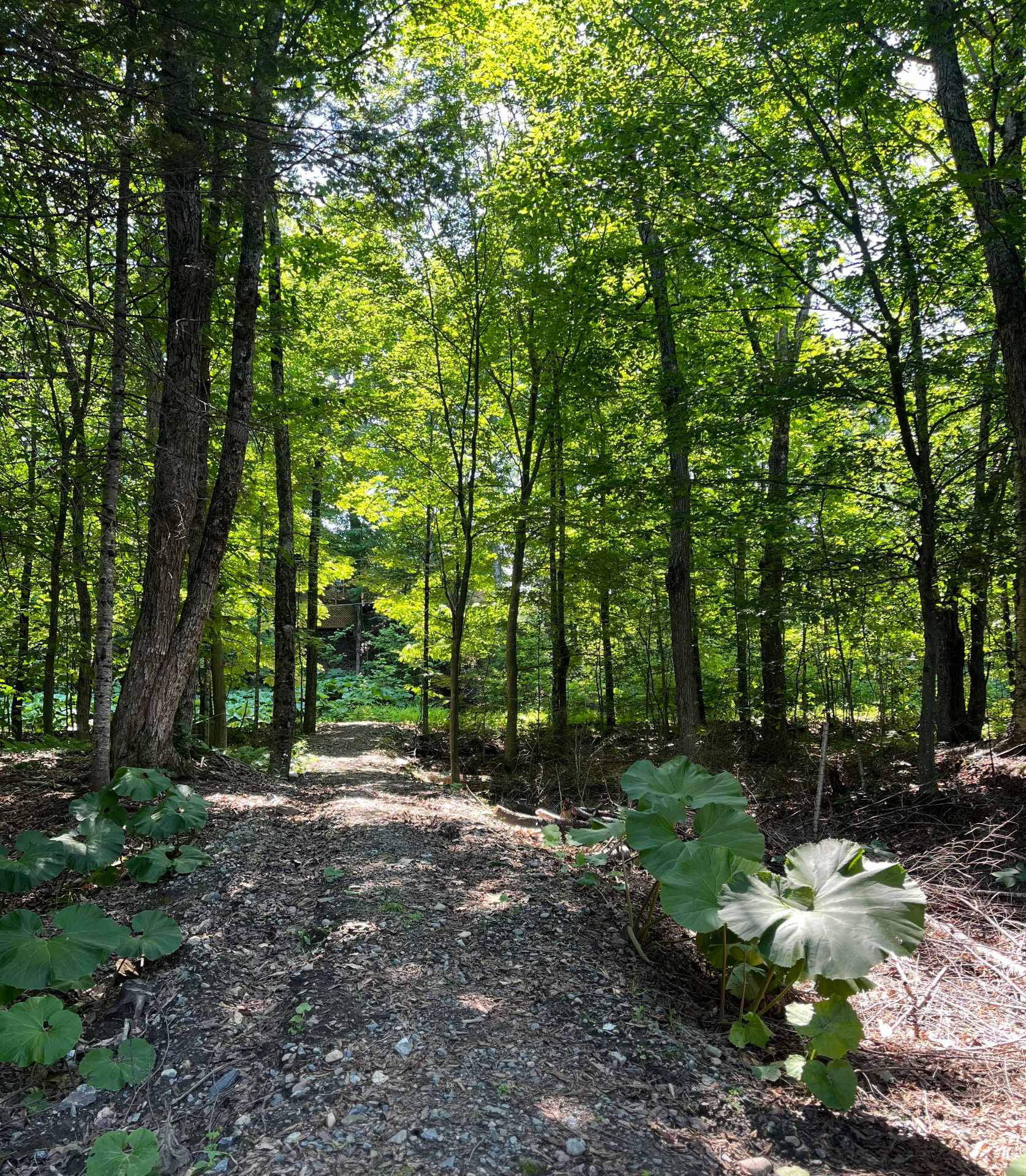 Land/Lot