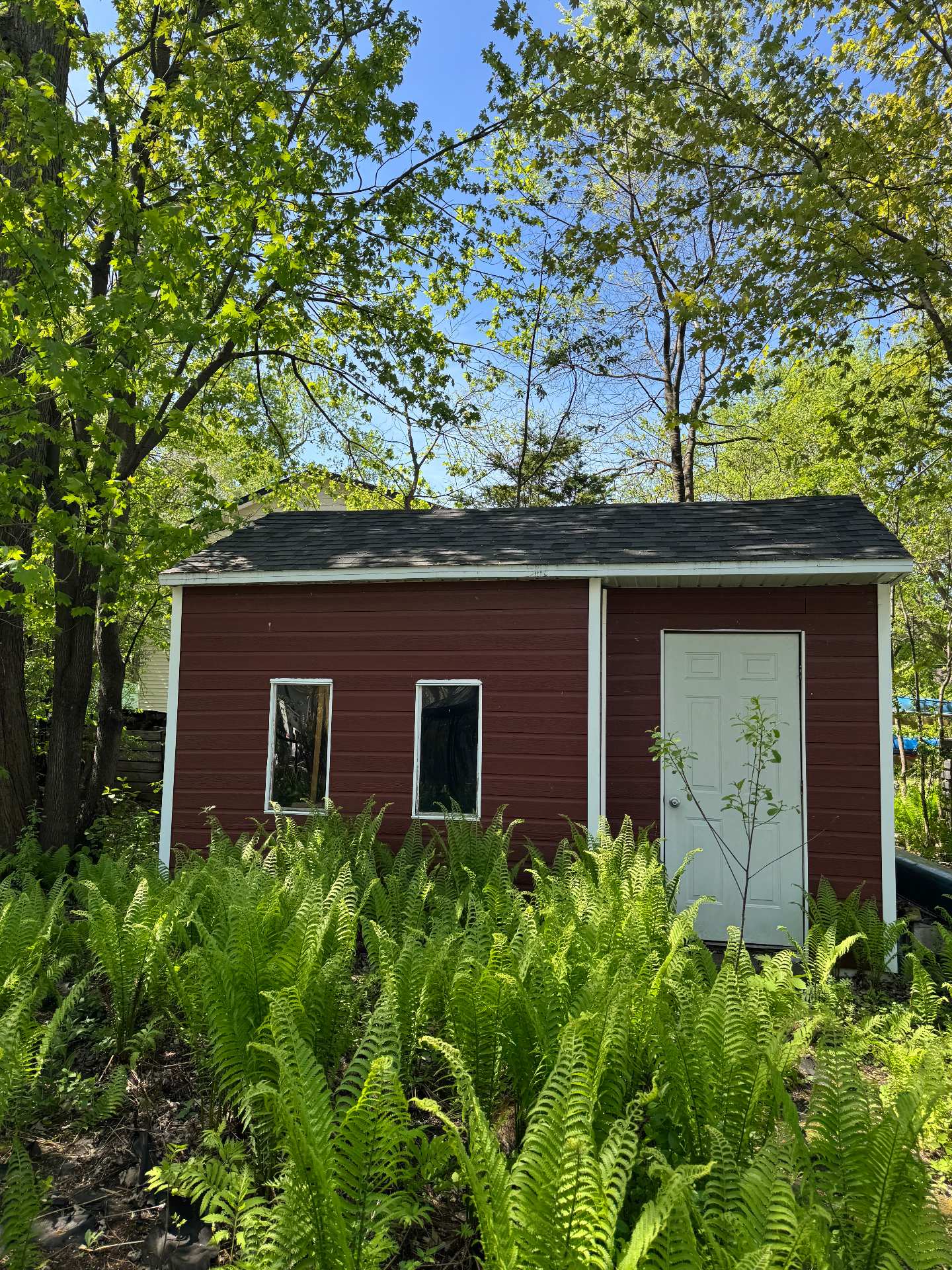 Backyard