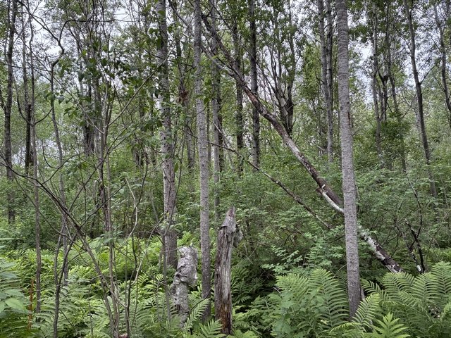 Land/Lot